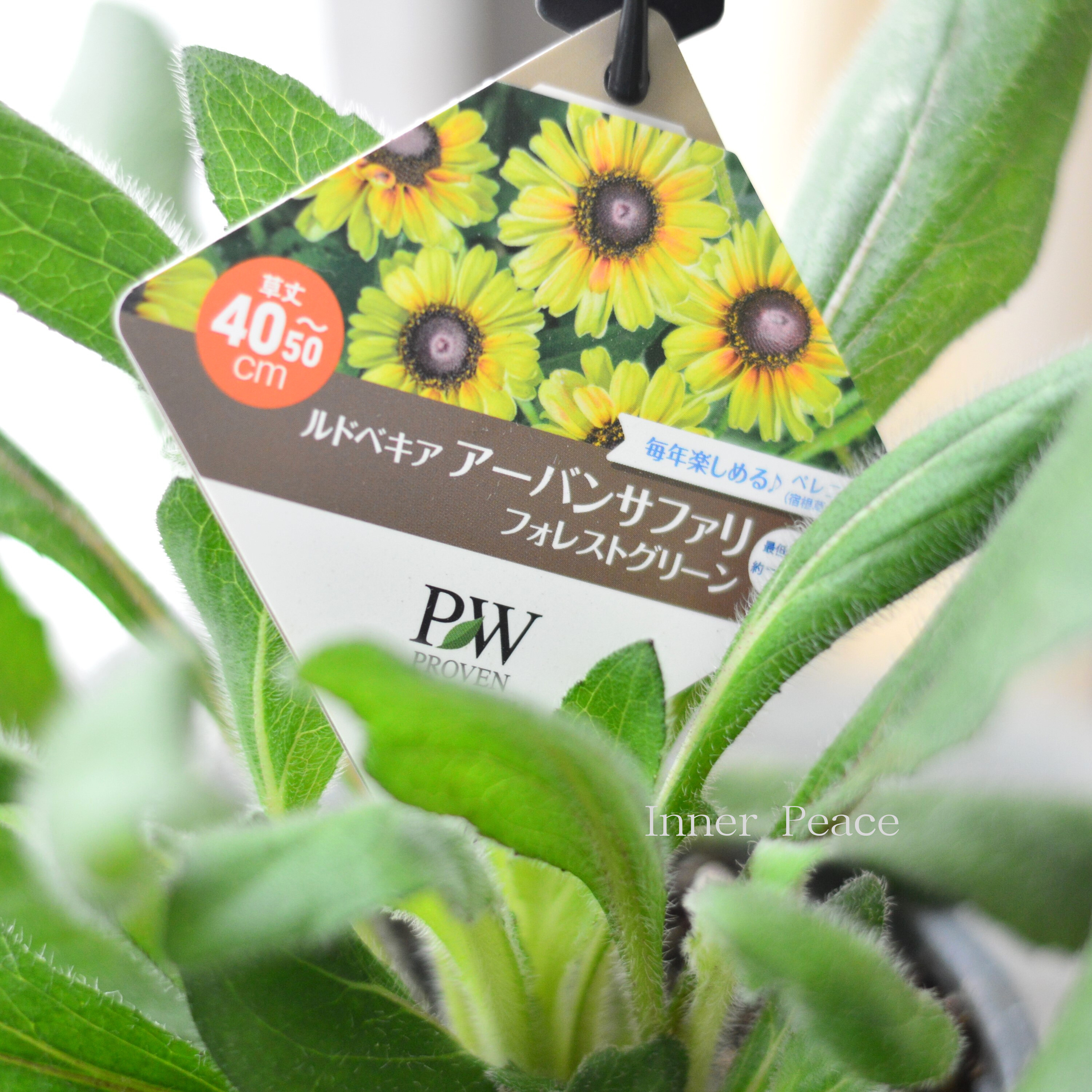 【人気】 ルドベキア　『アーバンサファリ・フォレストグリーン』植え込み用　4寸POT