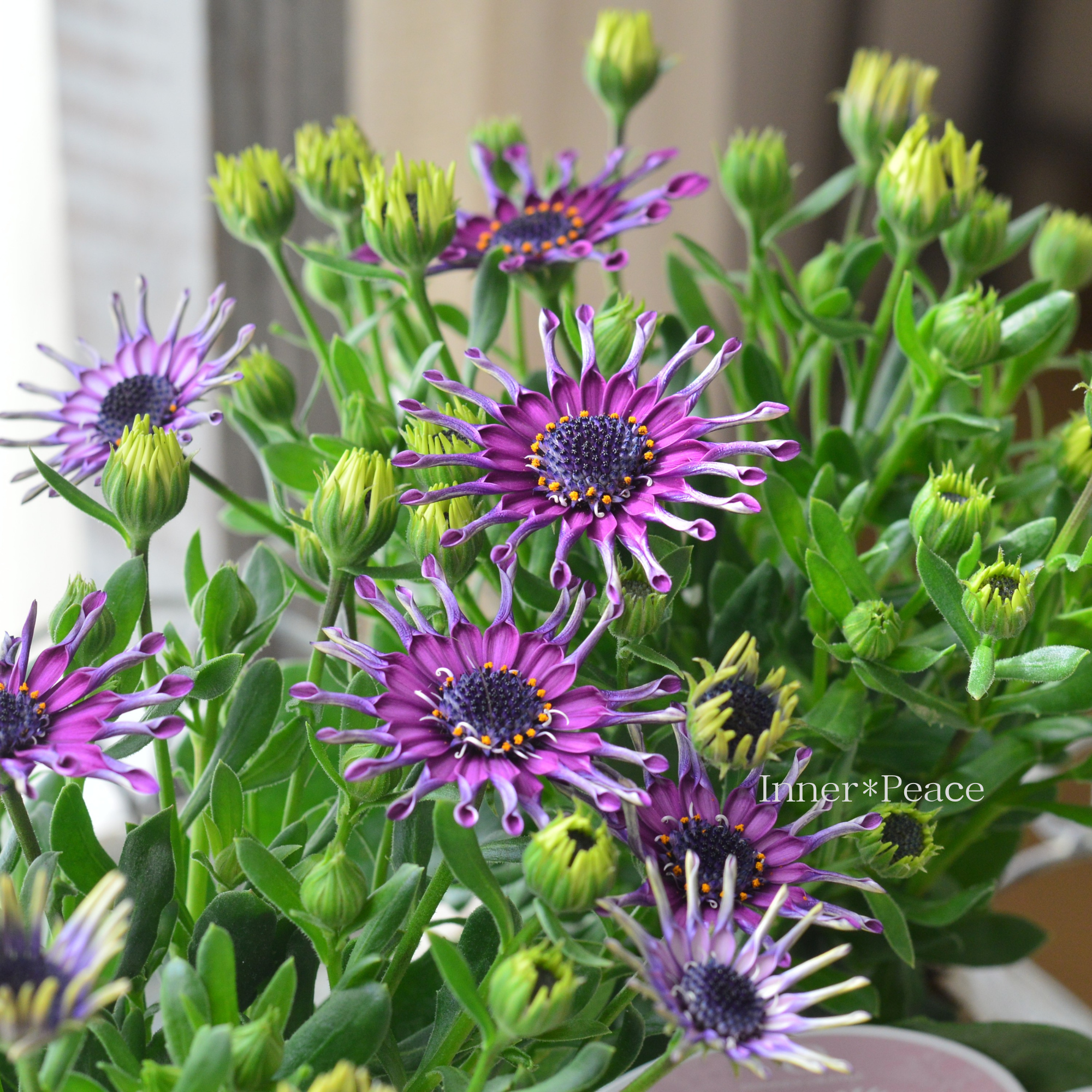 【スプーン咲き】 オステオスペルマム　『マルガリータ・パープル系』   3.5寸POT