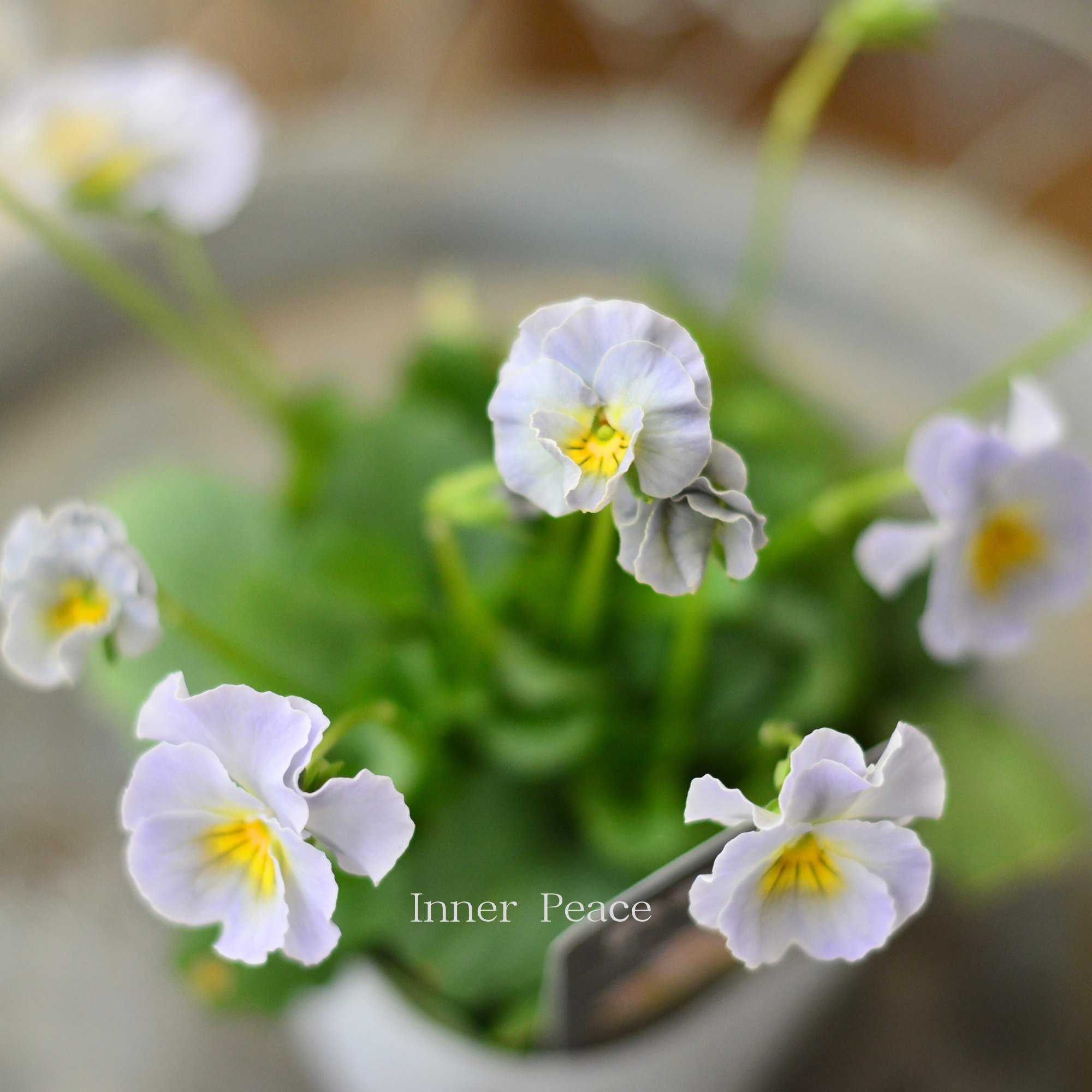 【桂楓園さんオリジナル】 パンジー　『pasfri  ～パスフリ～・6番』   3.5寸POT