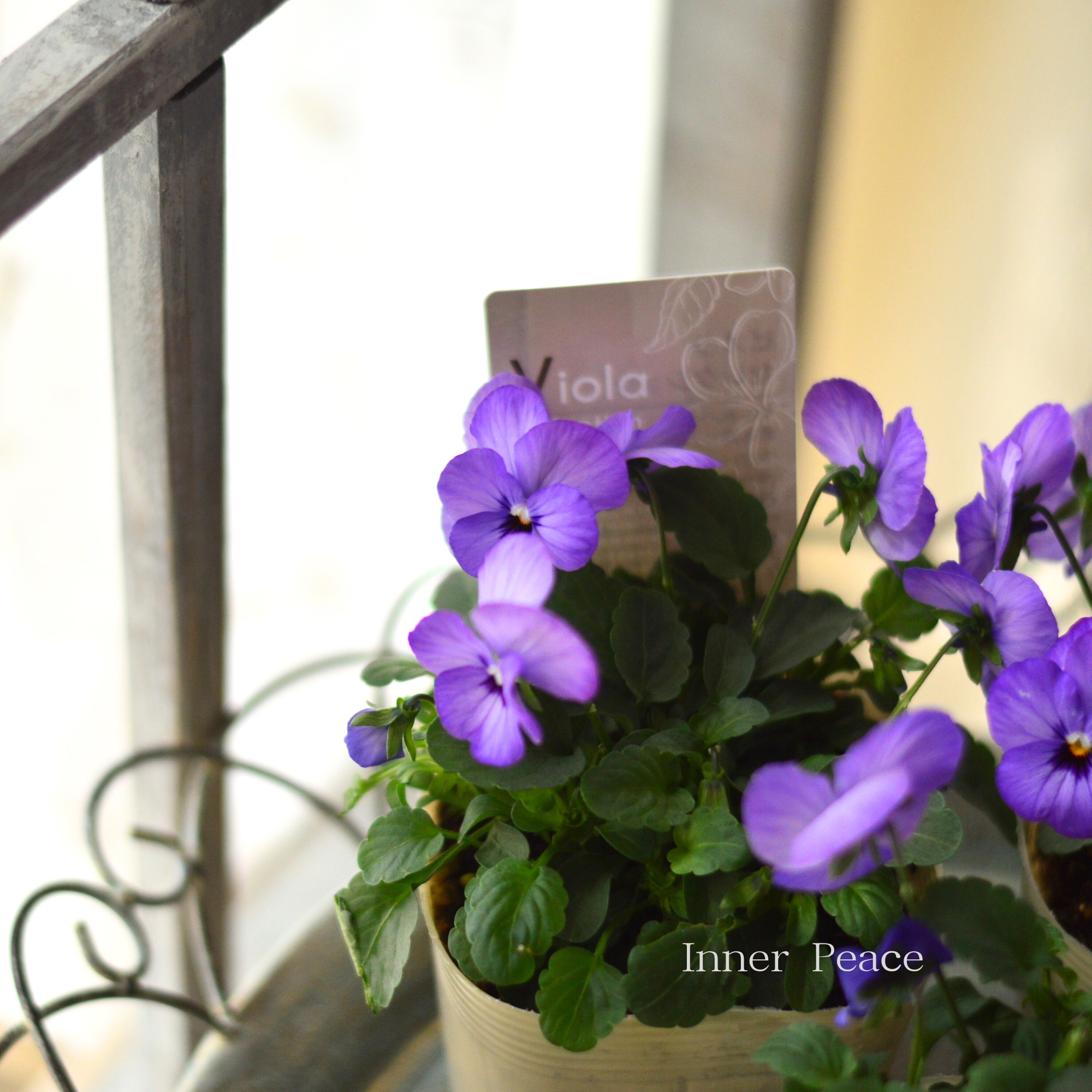 【アンティーク】 ビオラ・なごみももか　『ふじいろ』　3.5寸POT