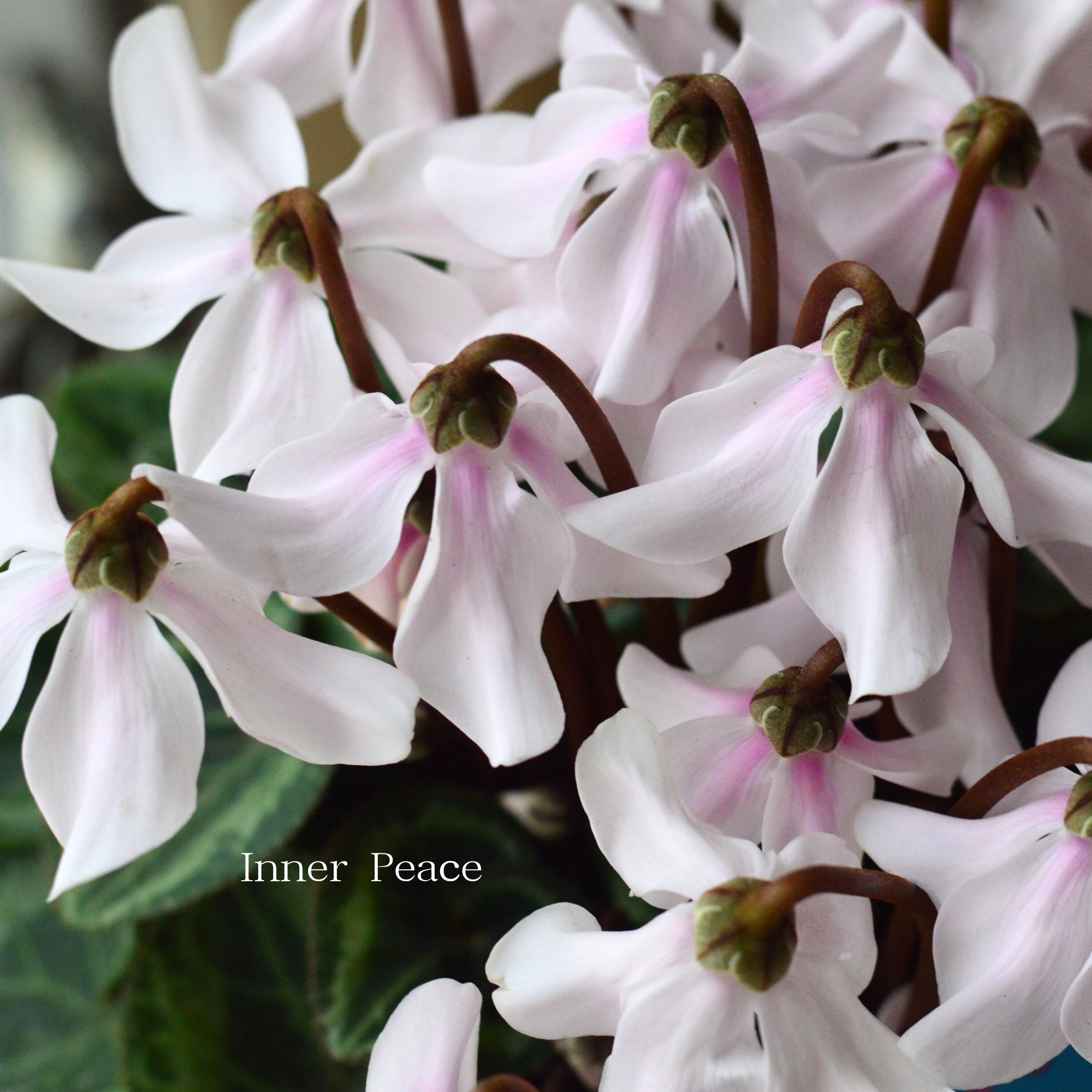 【希少】 シクラメン 『ペチコート』　　４寸プラ鉢