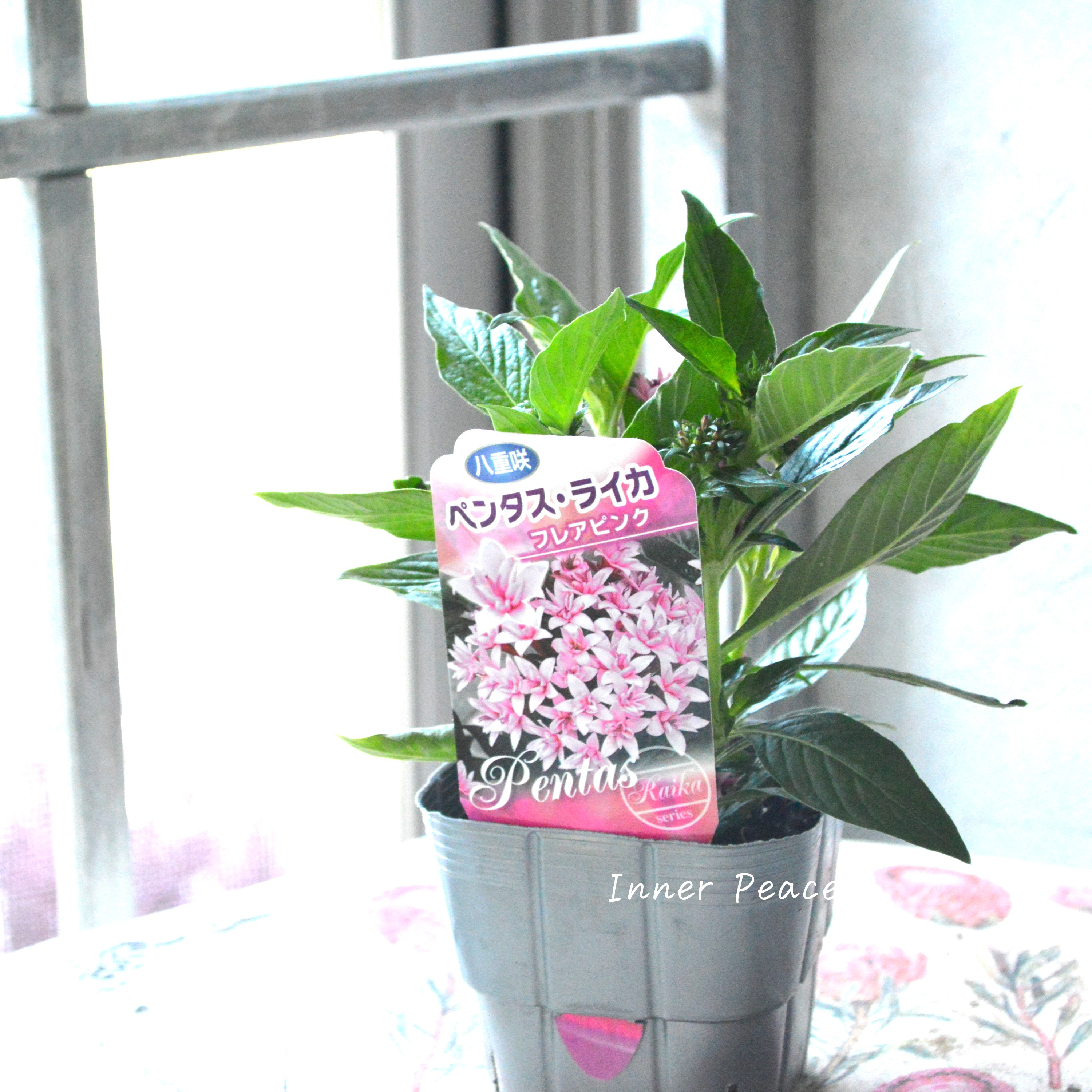 【暑さに強い】 八重咲きペンタス 『ライカ・フレアピンク』　3.5寸POT