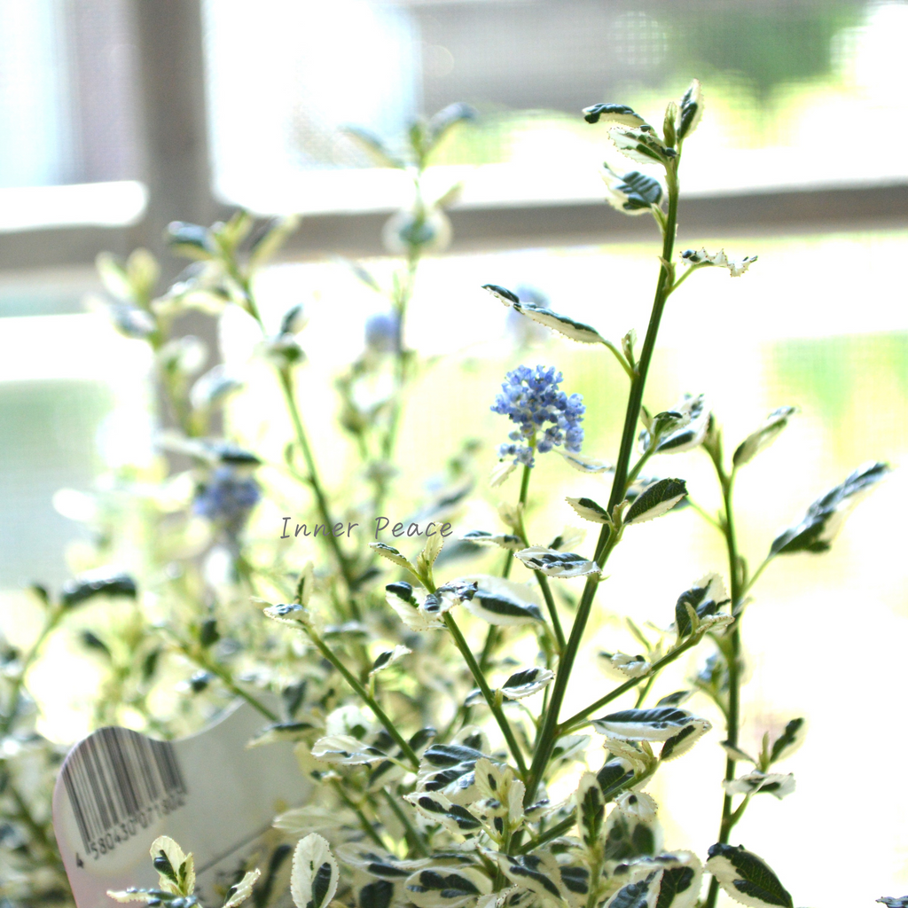 人気】 セアノサス 『クールブルー』 3寸POT