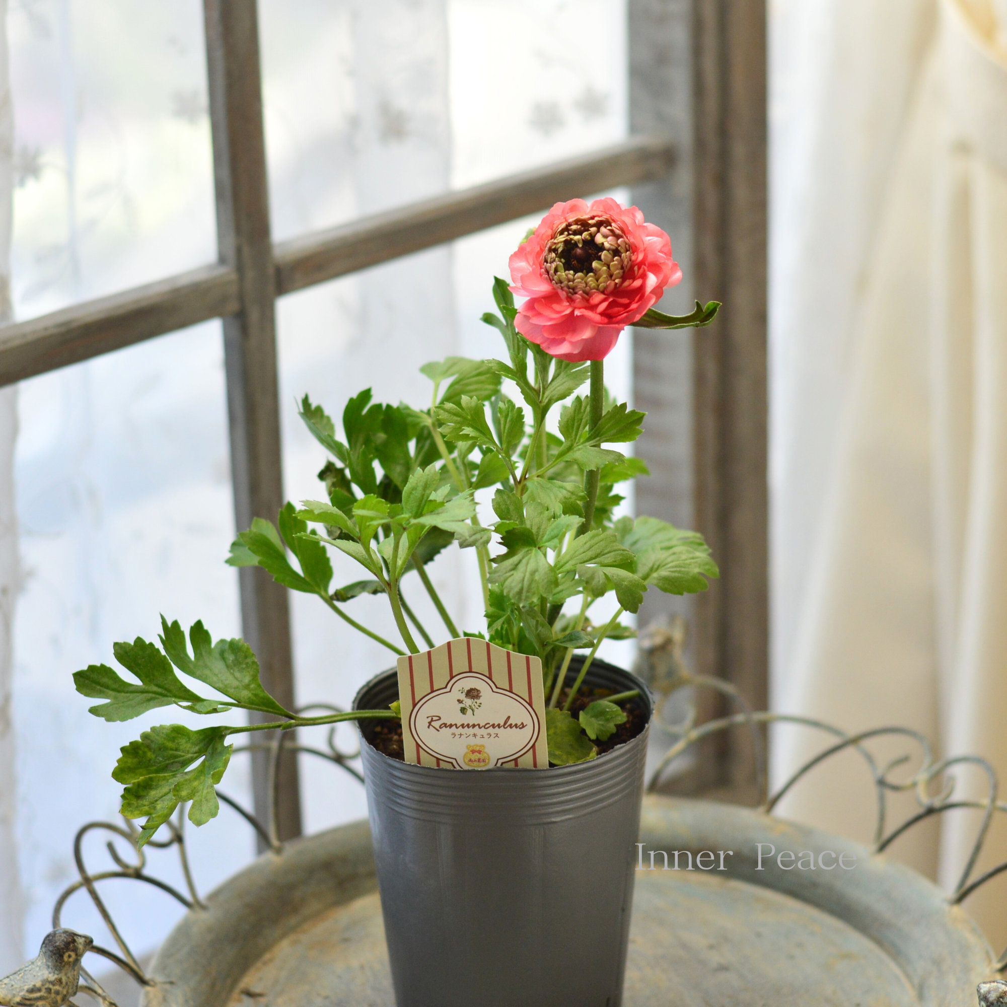 【豪華】 ラナンキュラス （ミックス）『サーモン系』　3.5寸ロングPOT