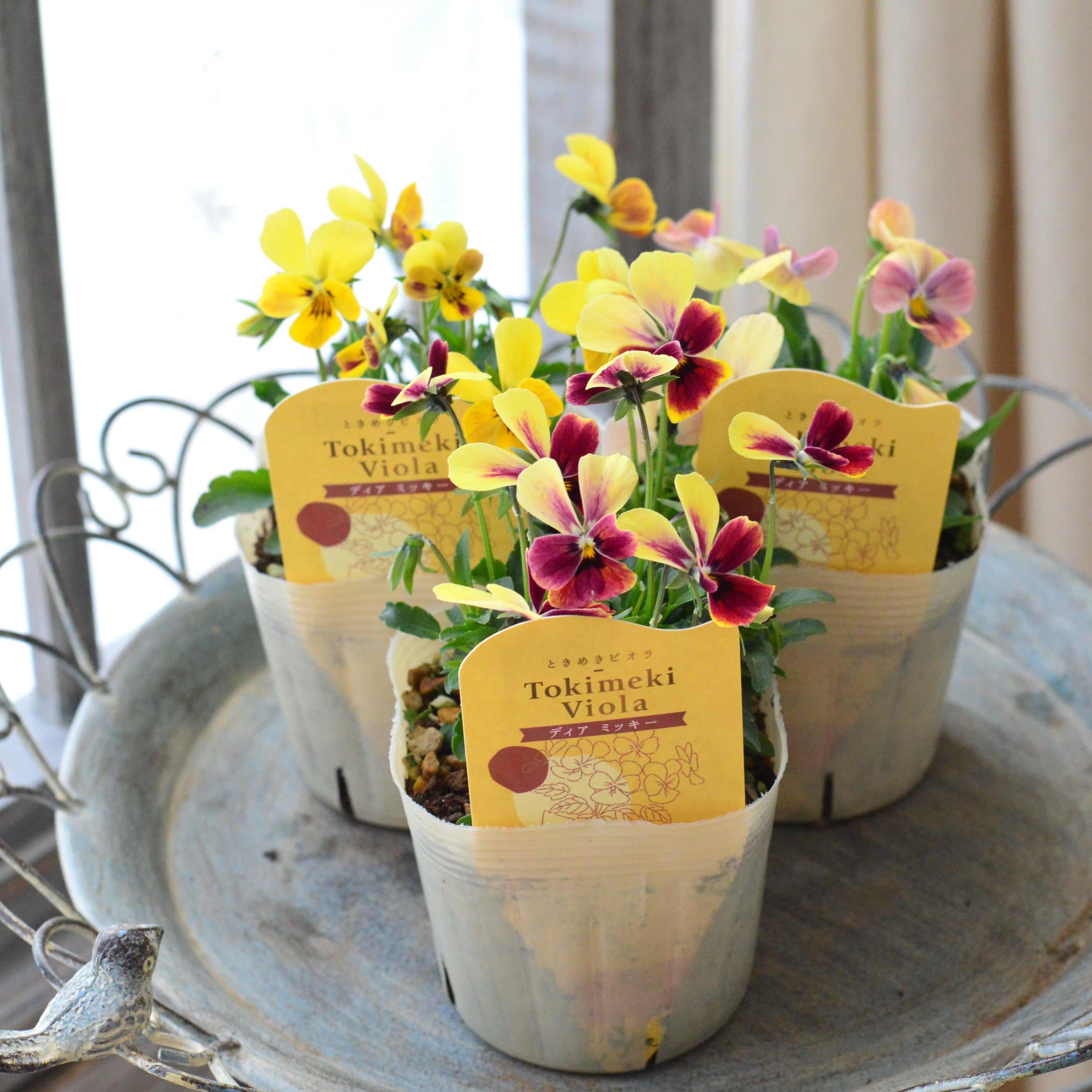 【奥田園芸さん】 ときめきビオラ　『ディアミッキー』　3.5寸POT