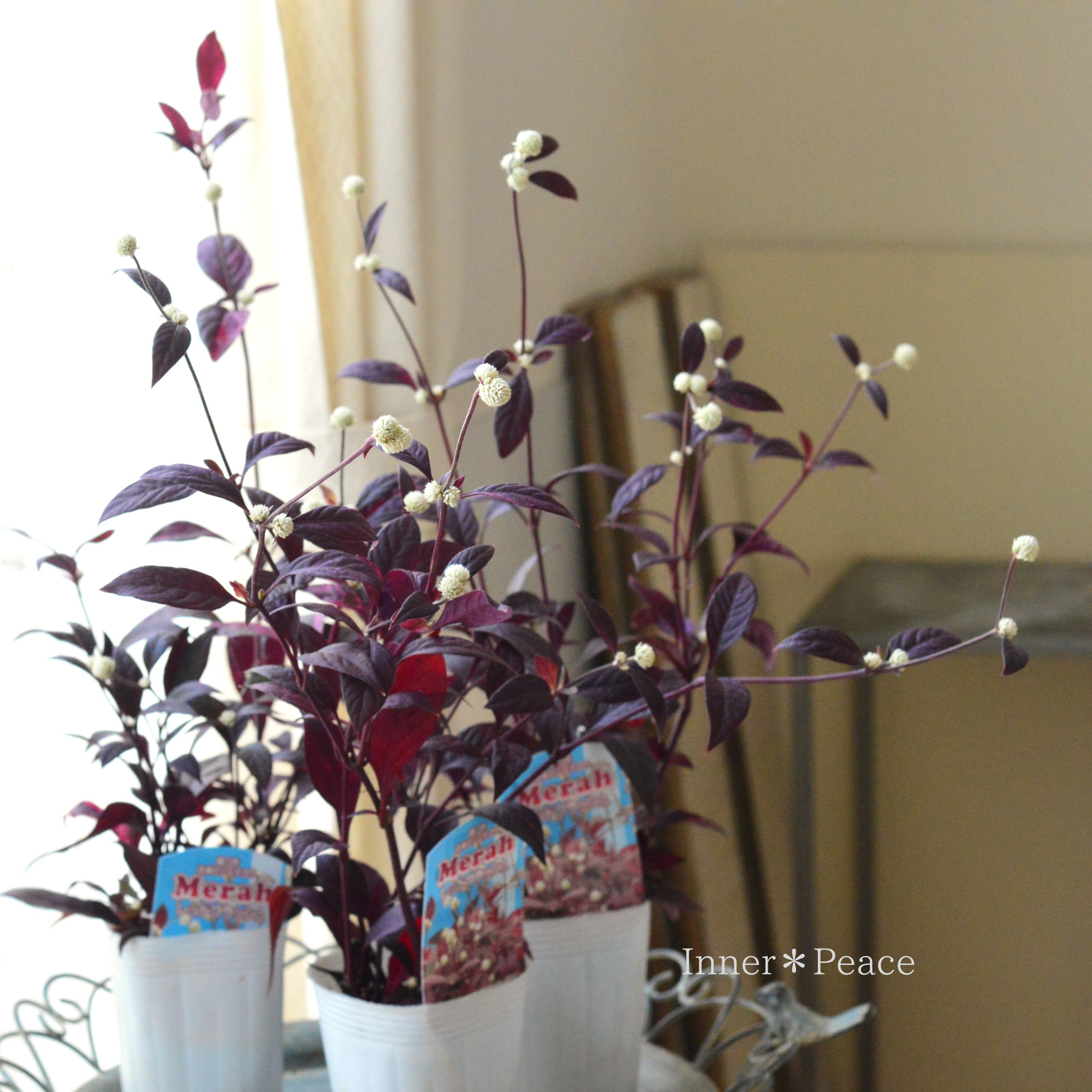 【寄せ植えに】 アカバセンニチコウ（アルテルナンテラ・レッドフラッシュ）  3寸ロングPOT