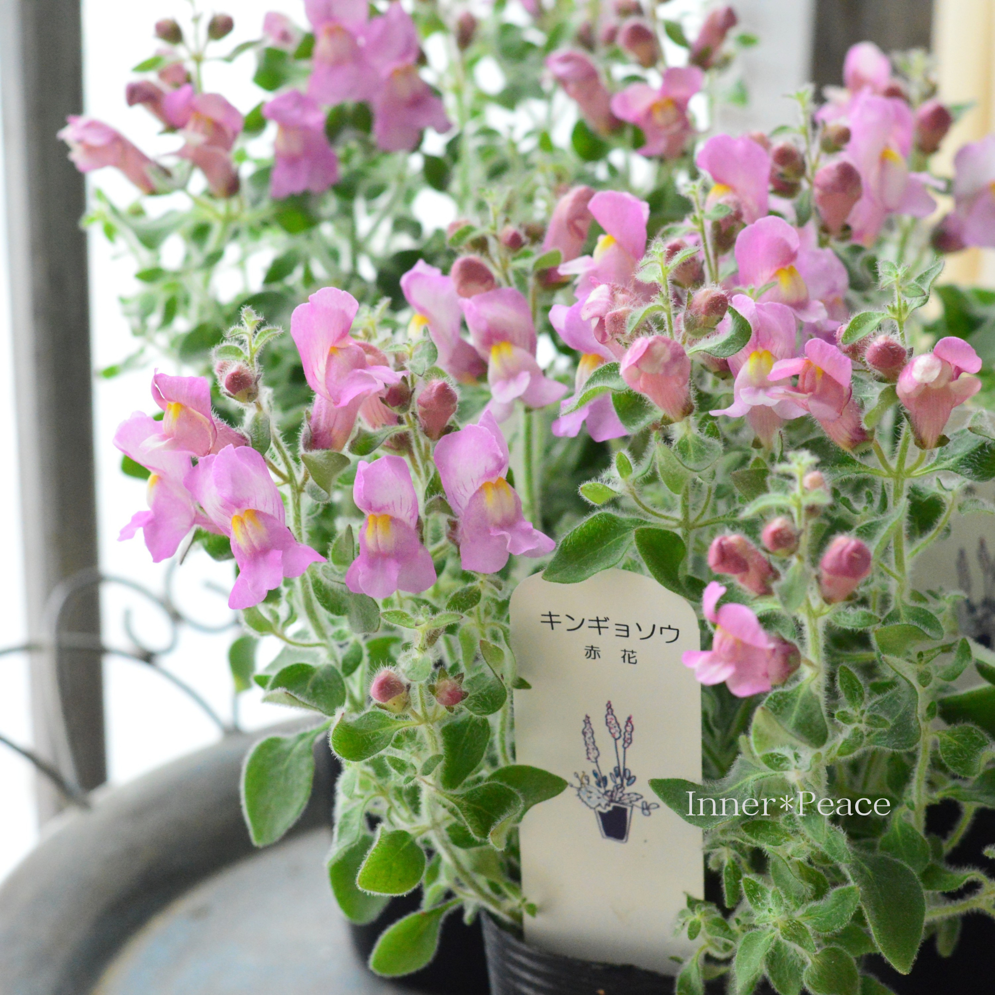 【ふわふわ】 キンギョソウ 『赤花』　2.5寸POT