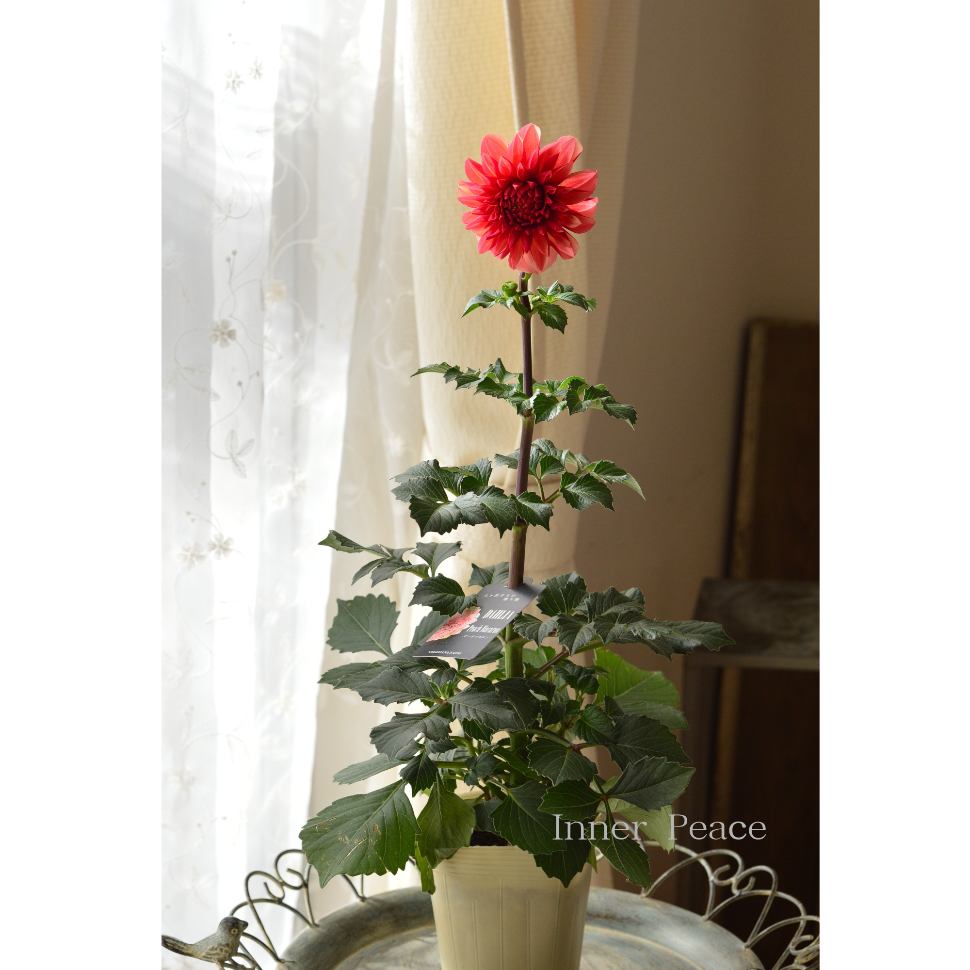 【美しい】ダリア 『ピーチマカロン』　　3.5寸ロングPOT