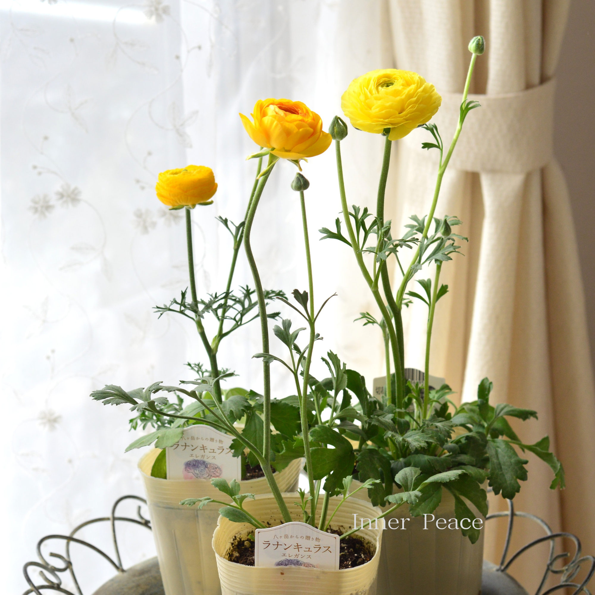 【美しい】 ラナンキュラス 『エレガンス・レイネッテグリーン　イエロー系』　　3.5寸ロングPOT