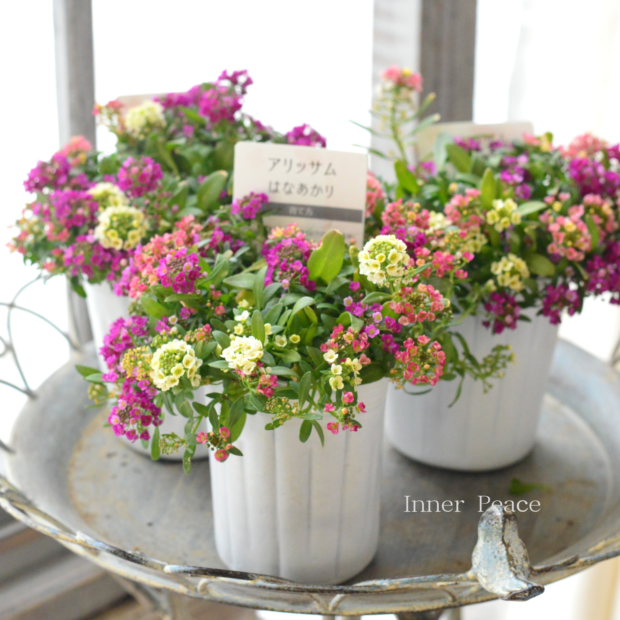 【ミックス植え】 スイートアリッサム　『はなあかり　①』　　３寸POT