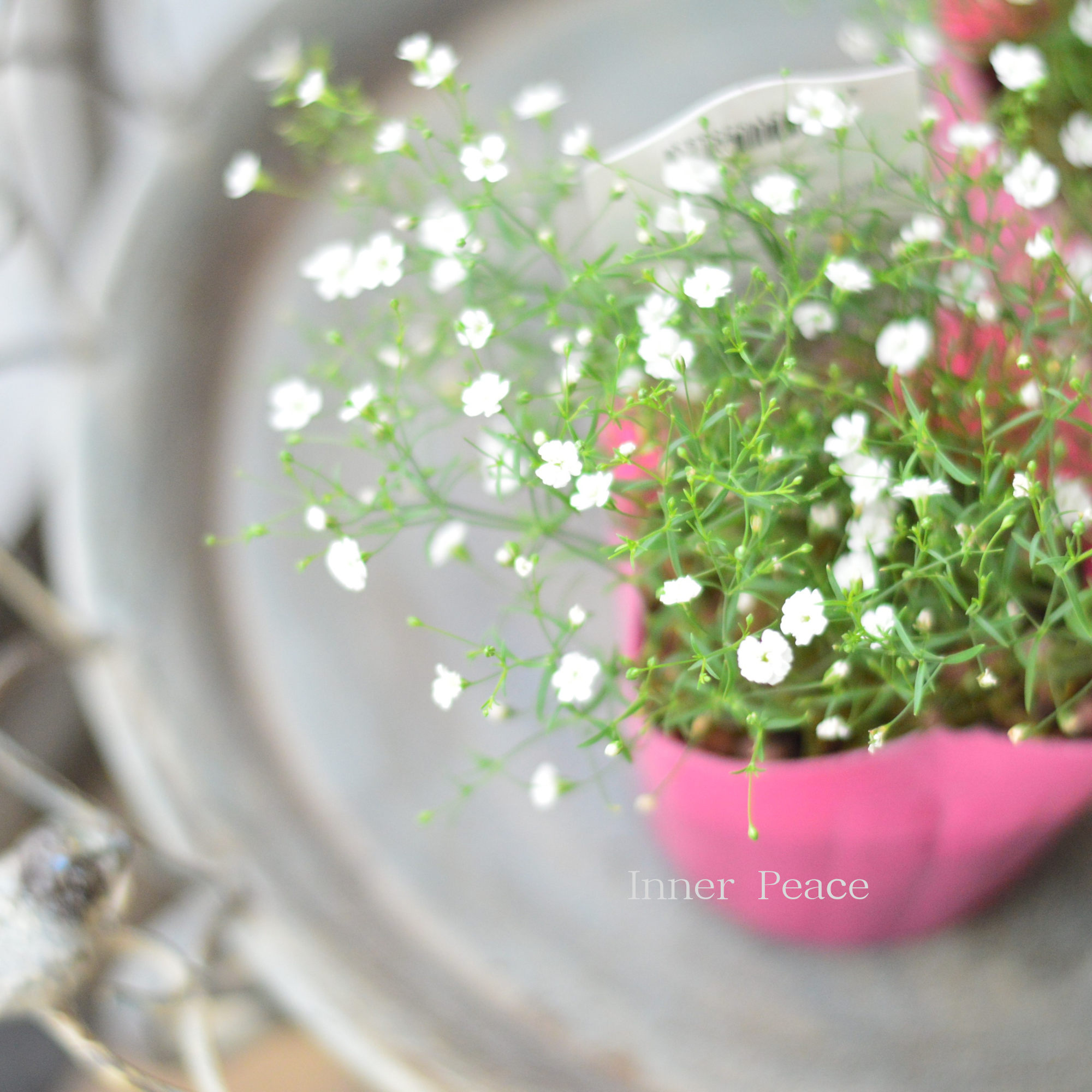 【かわいい】  ジプソフィラ（かすみ草）『ホワイト』　3寸POT