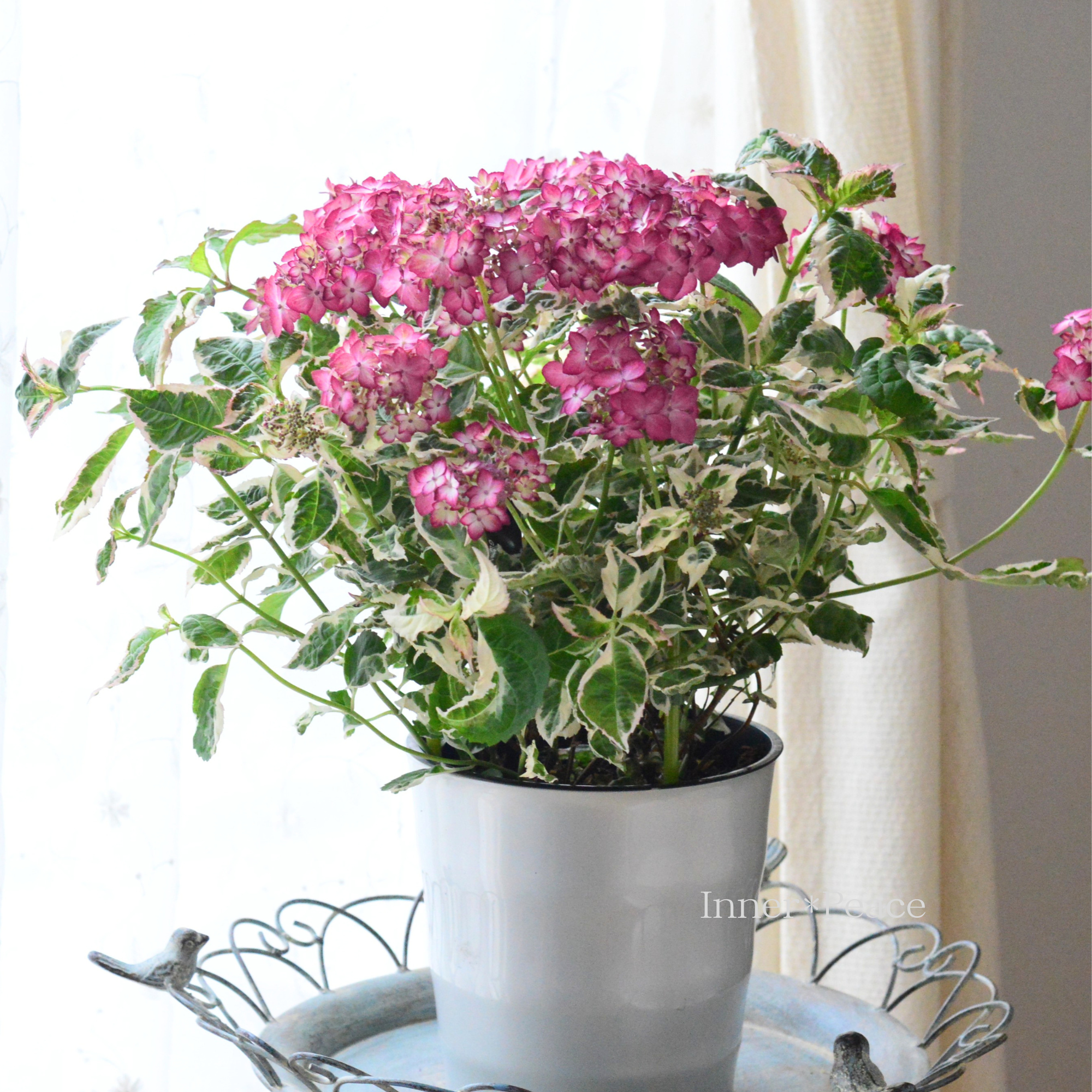 斑入り葉】 山紫陽花 『御殿場錦 ～ゴテンバニシキ～』 5寸鉢