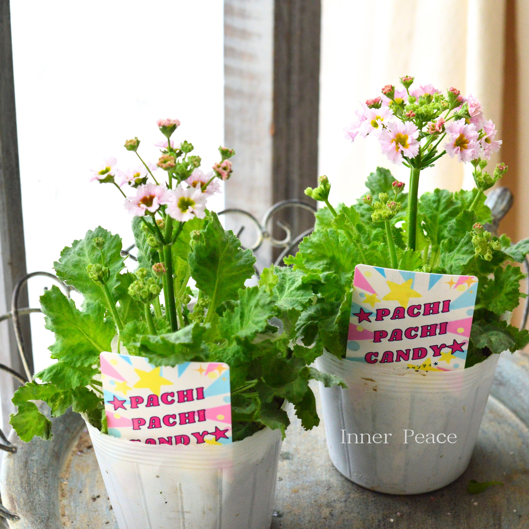 【北島園芸さん】 プリムラ マラコイデス 『パチパチキャンディ・ライトピンク系』　　3.5寸POT