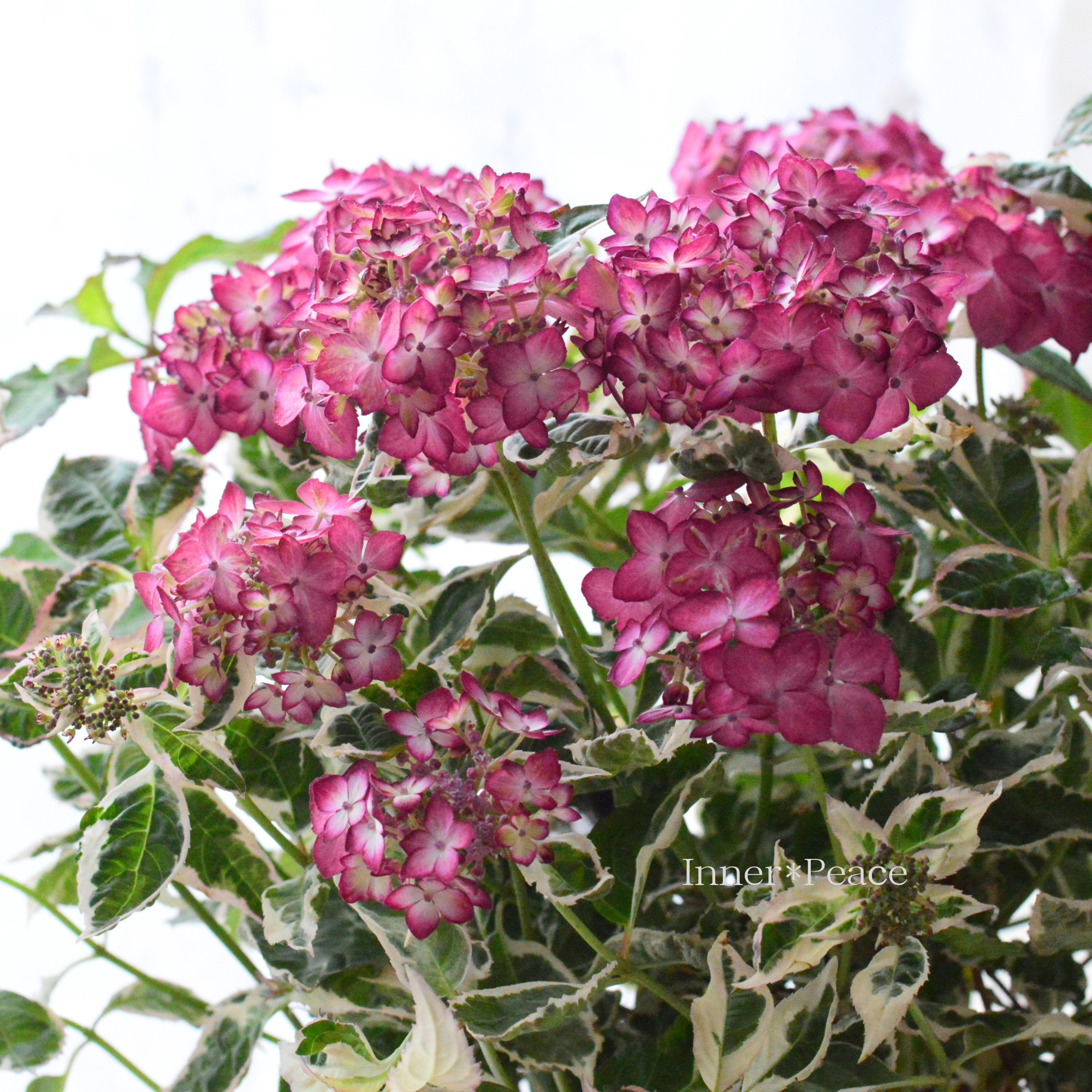 斑入り葉】 山紫陽花 『御殿場錦 ~ゴテンバニシキ~』 5寸鉢 斑入り葉】 山紫陽花 『御殿場錦 ~ゴテンバニシキ~』 5寸鉢