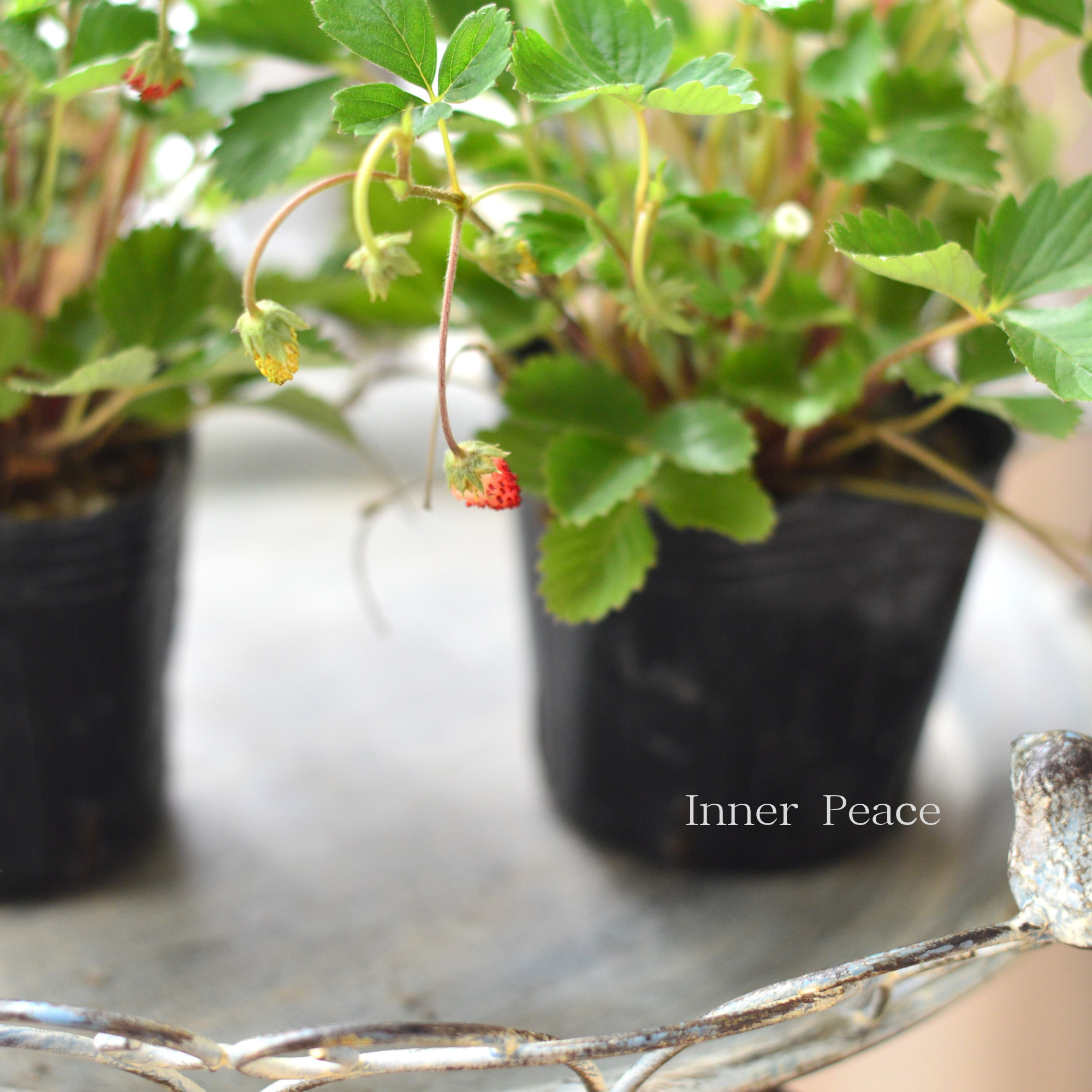 【寄せ植えに】 ワイルドストロベリー　3寸POT