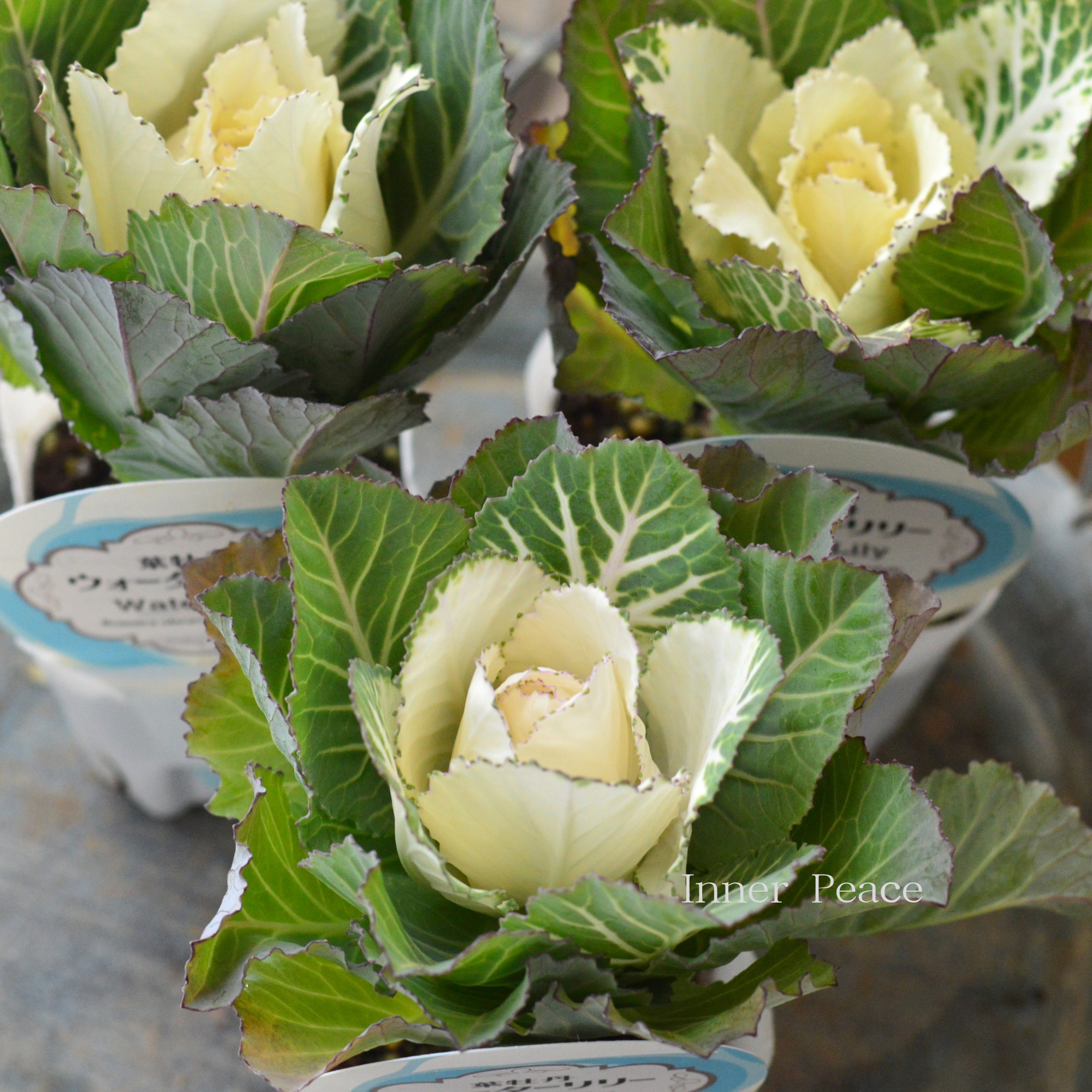 【美しい】 葉牡丹　『ウォーターリリー・白』  　3寸POT