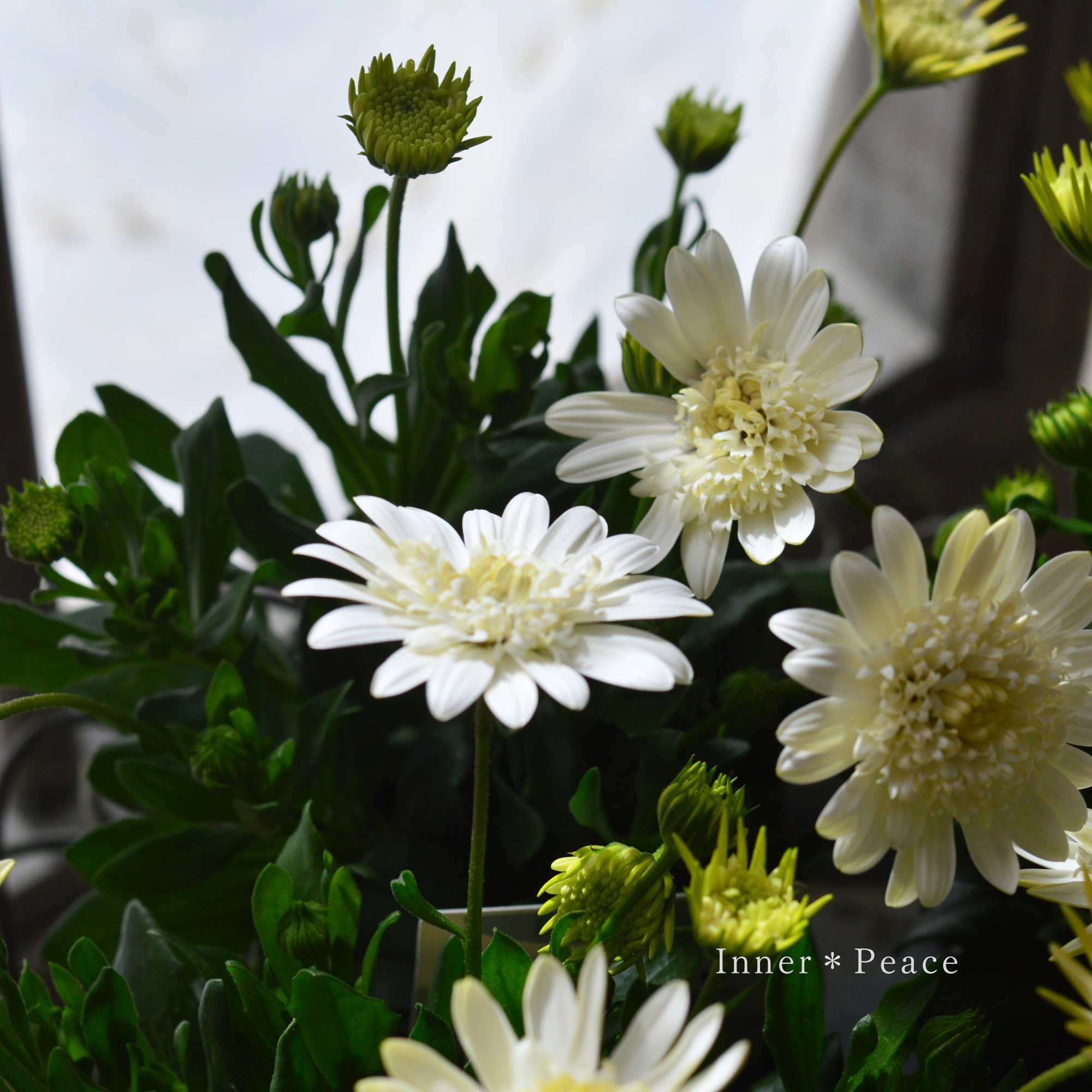 【ゲブラさん】  オステオスペルマム　『オデットブラン』  3.5寸POT