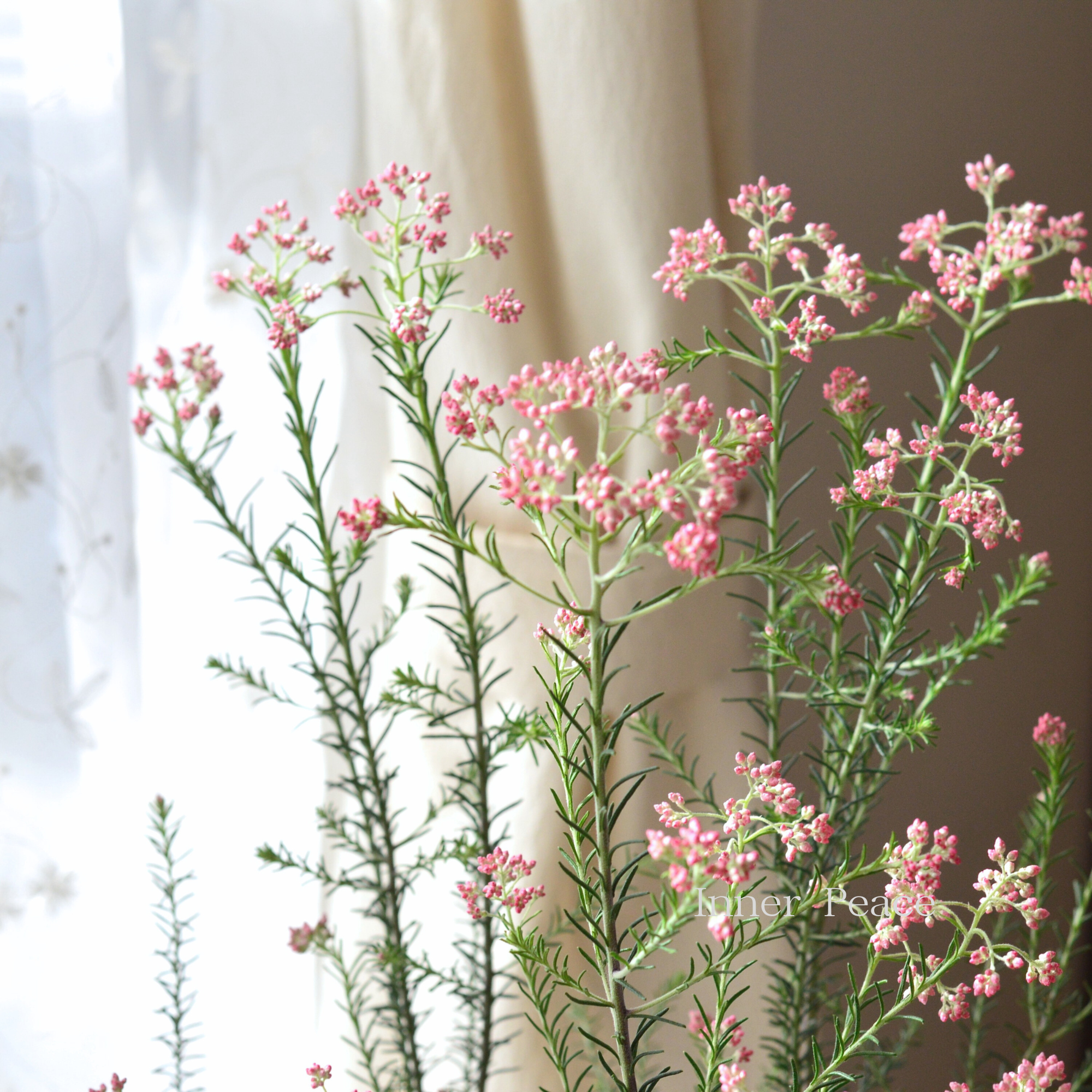 【人気】 ライスフラワー　『ピンク』　3寸ロングPOT