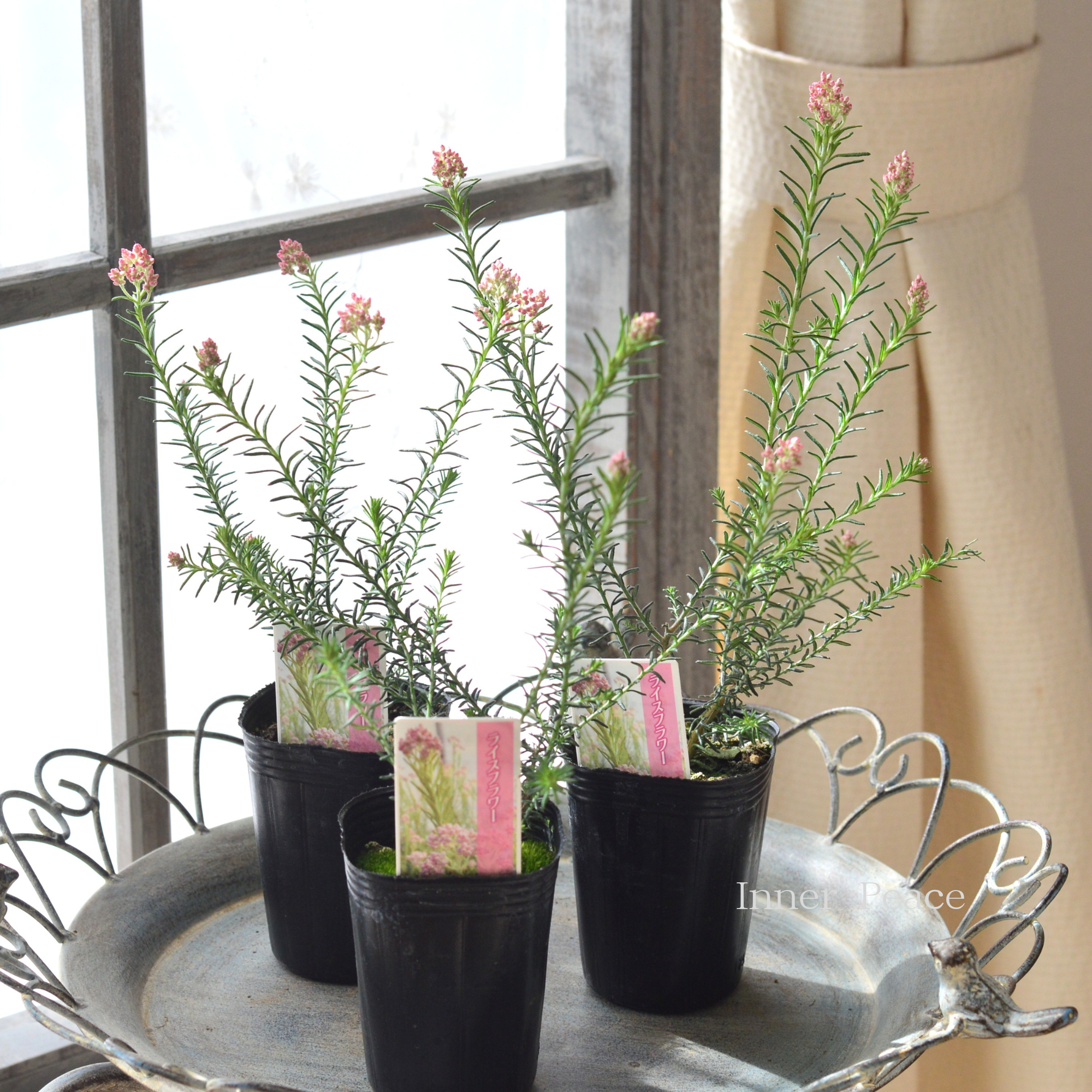 【人気】 ライスフラワー　『ピンク』　　3寸POT