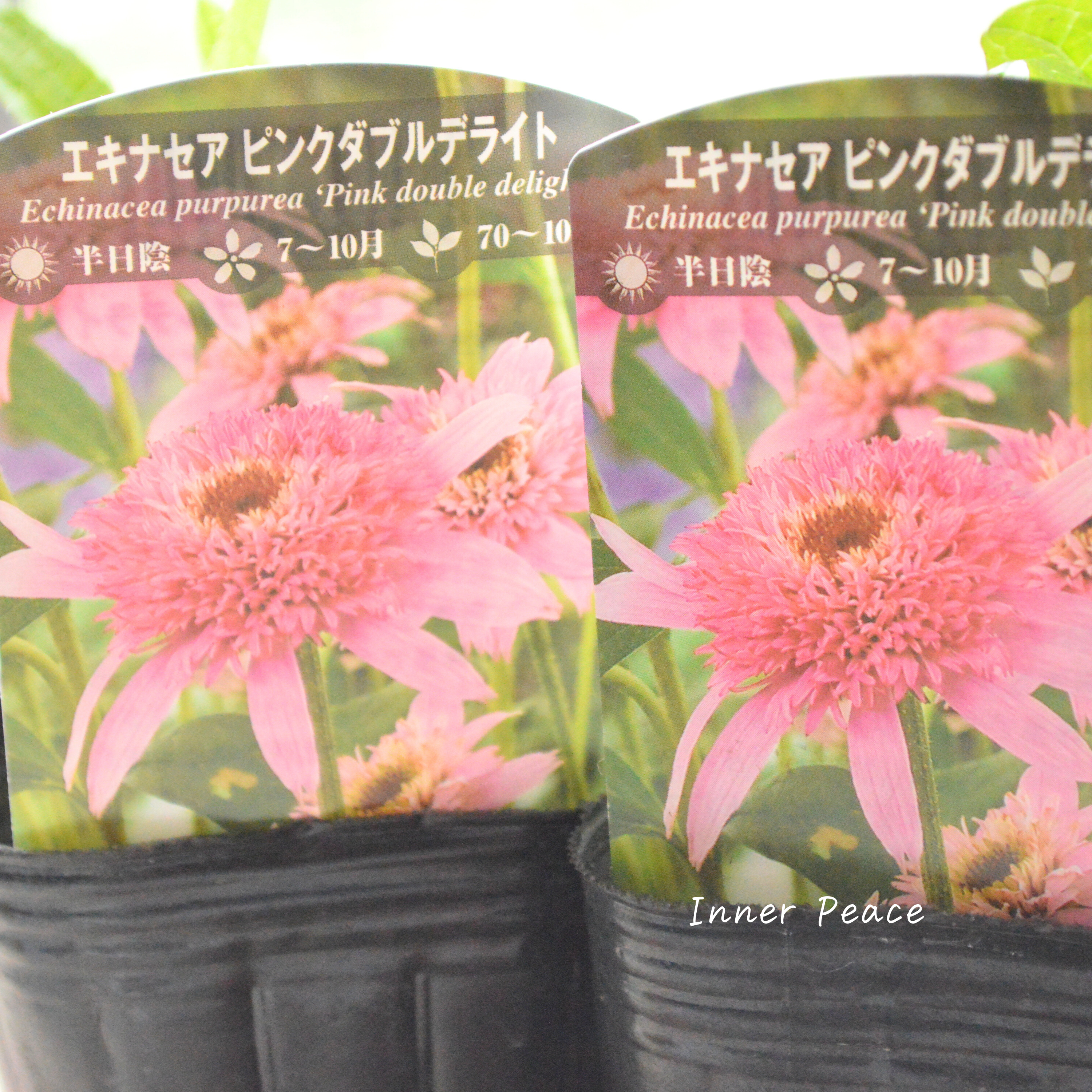 【暑さ寒さに強い】 エキナセア　『ピンクダブルデライト』植え込み用　3寸POT