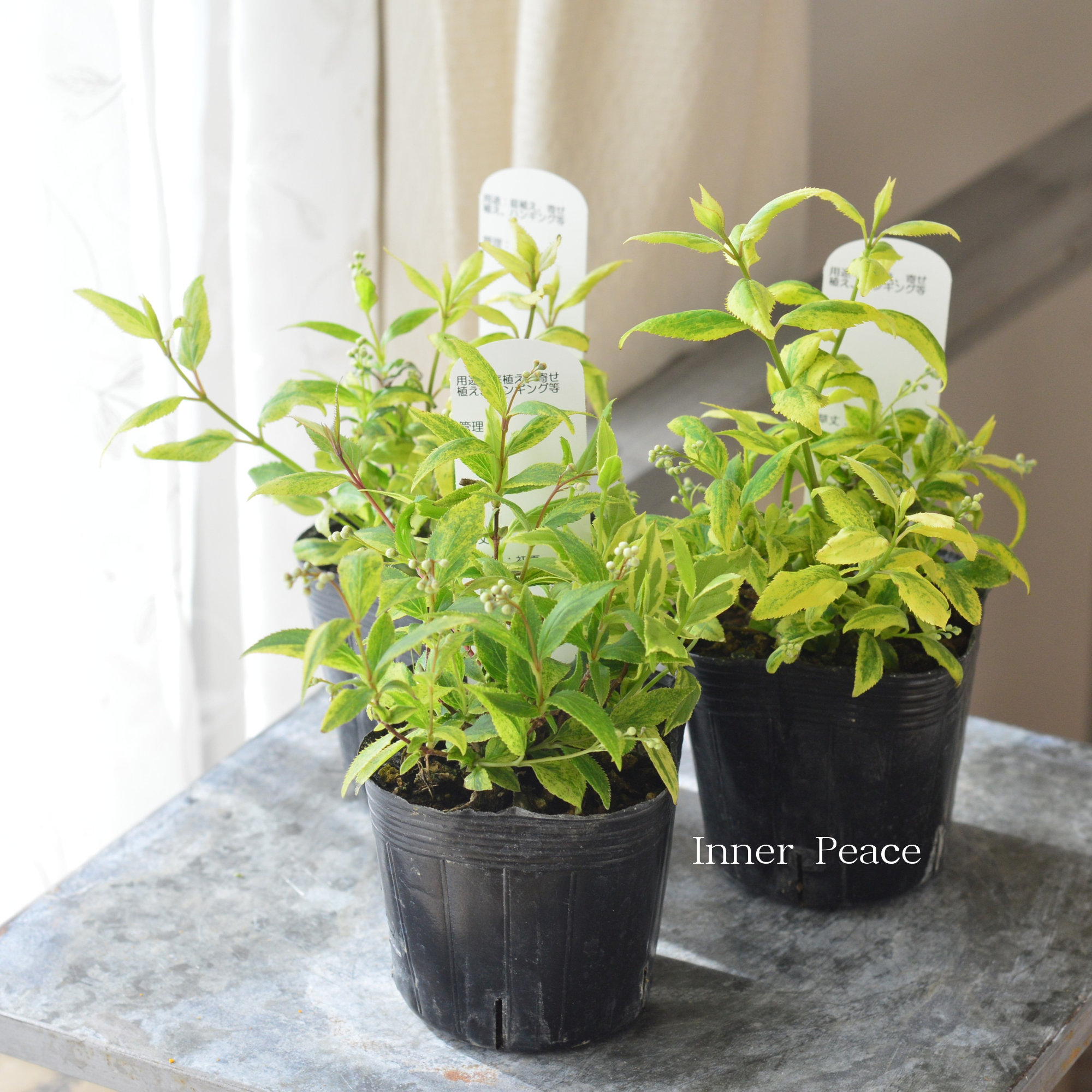 ヒメウツギ　『斑入り』　　３寸POT