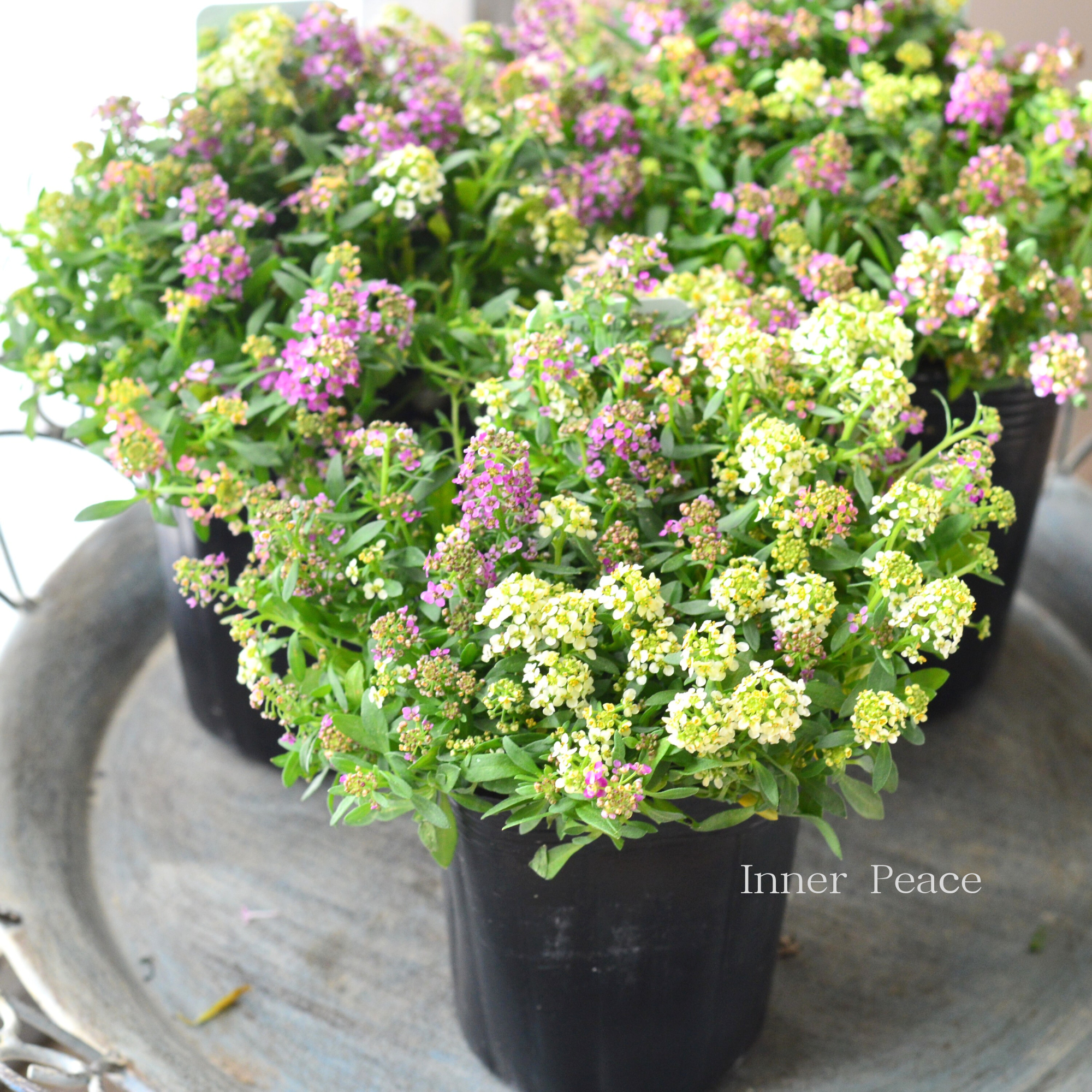 【３本植え】 スイートアリッサム　『ピンク・アプリコット・イエローミックス』　３寸POT