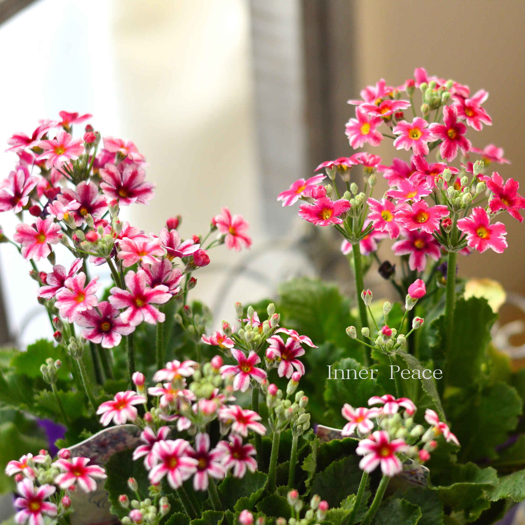 【星咲き】 プリムラ マラコイデス 『エトワール・レッド系』　　3.5寸POT