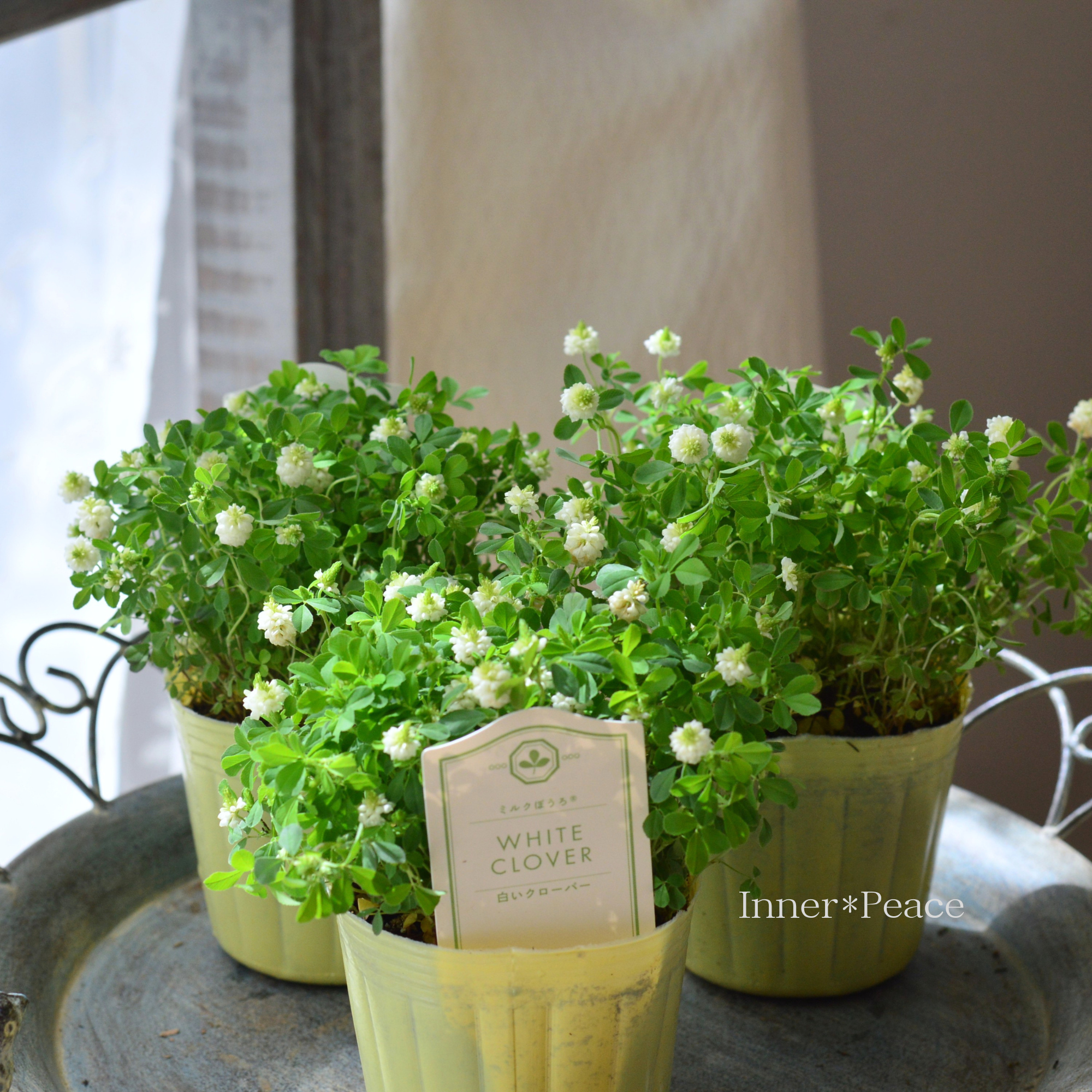 【新色】 ホワイトクローバー 『ミルクぼうろ』　　3寸POT