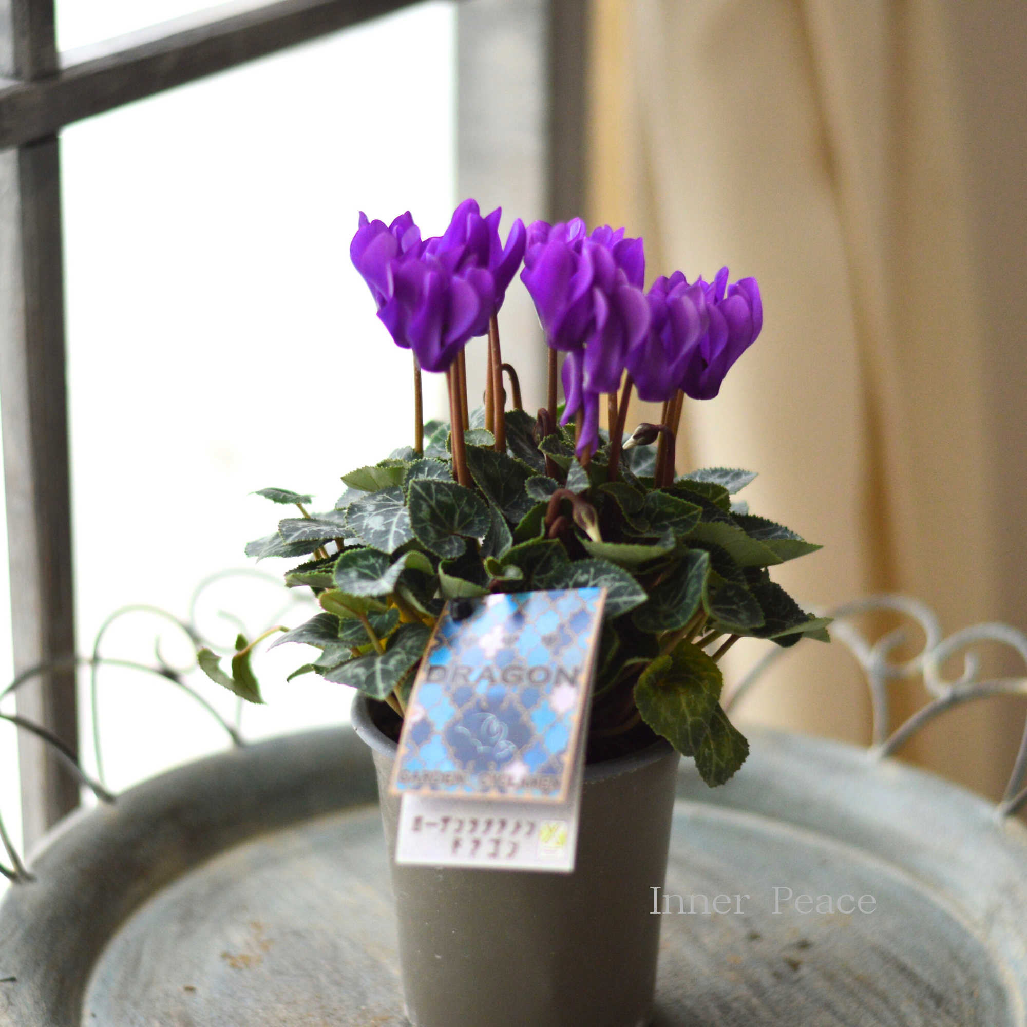 【New】 ガーデンシクラメン　『ドラゴン・ディープブルー』　 3寸硬質POT