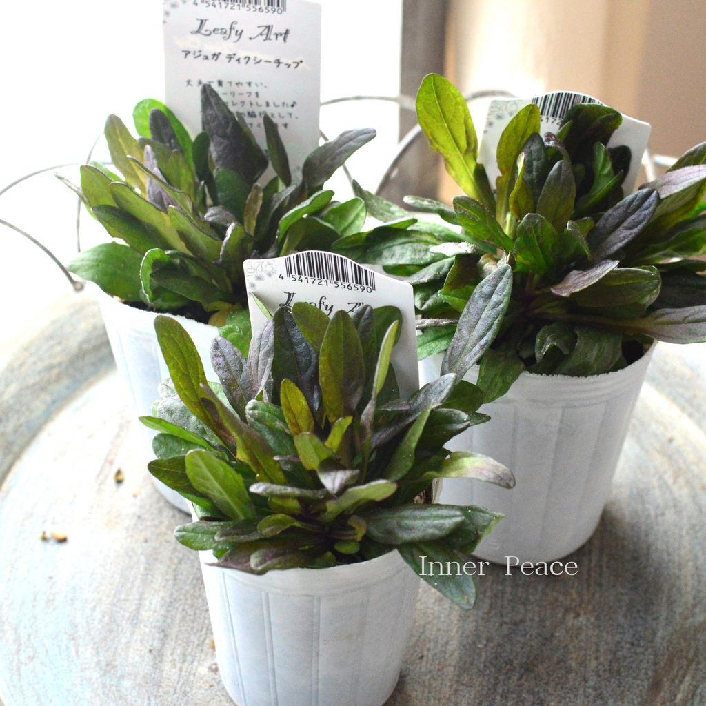 【中古】 DIF（ディフ）で花の草丈調節 07cafae118eedf1ebf377ca616b40b