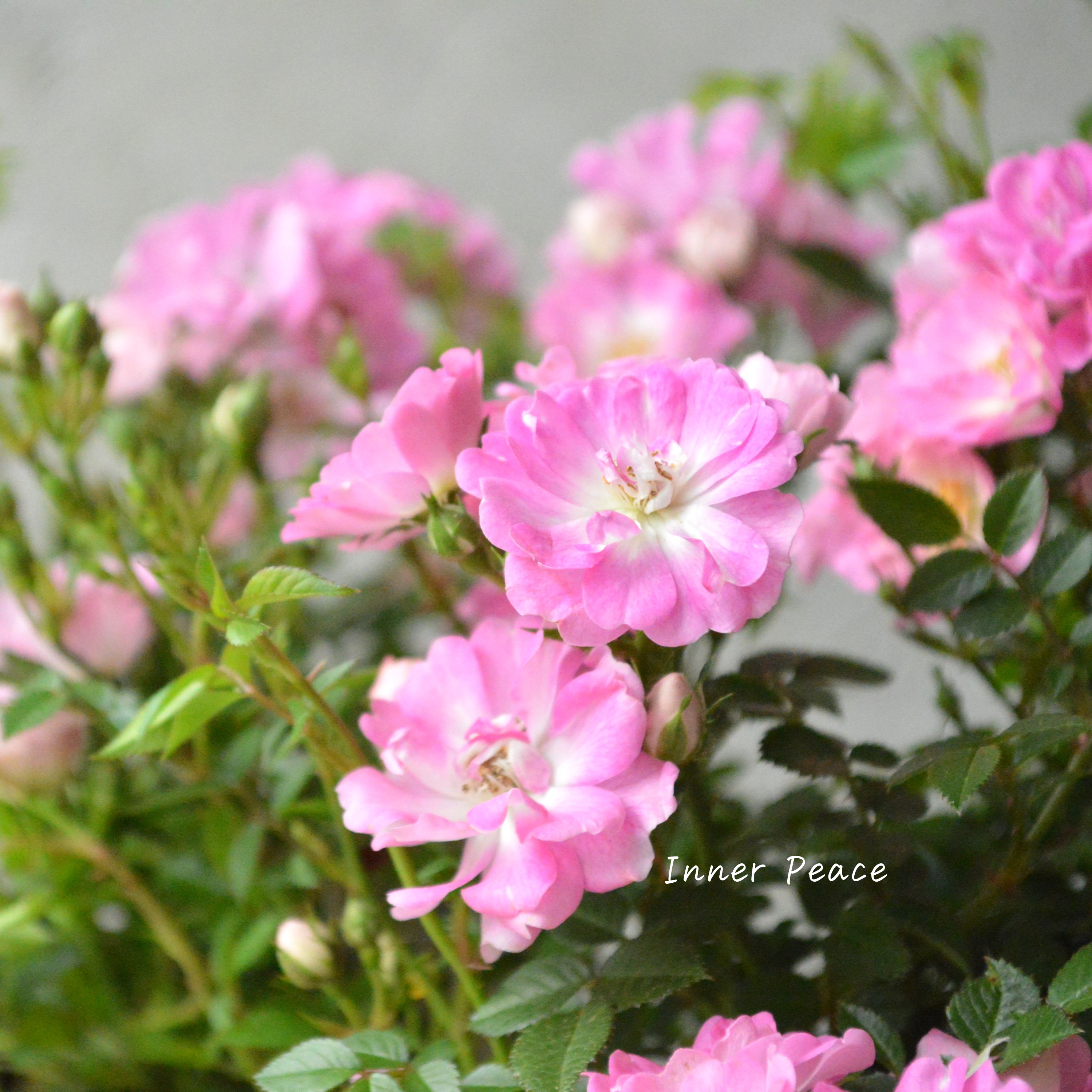 【四季咲き】 ミニ薔薇  『レンゲローズ』  3寸POT