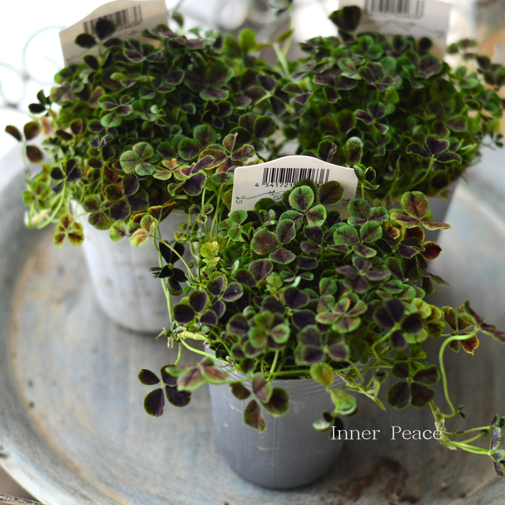 【寄せ植えに】 プリンセスクローバー　『ニグリガンズ』　　2.5寸ロングPOT