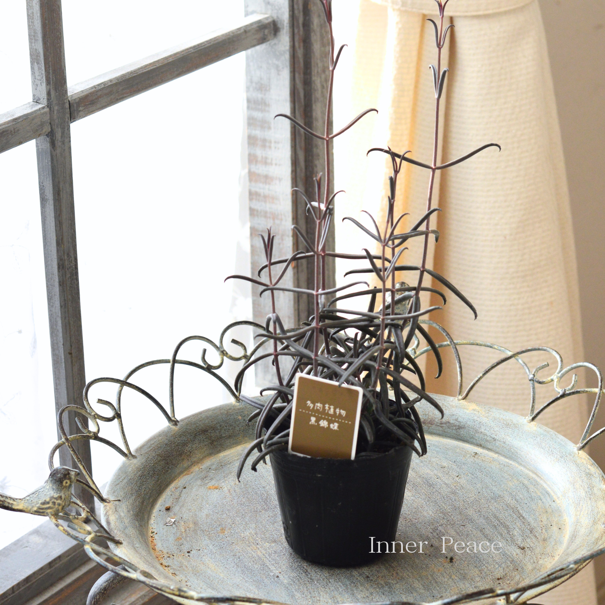 希少】 カランコエ ボーベルディ『黒錦蝶～コクキンチョウ～』 3寸POT