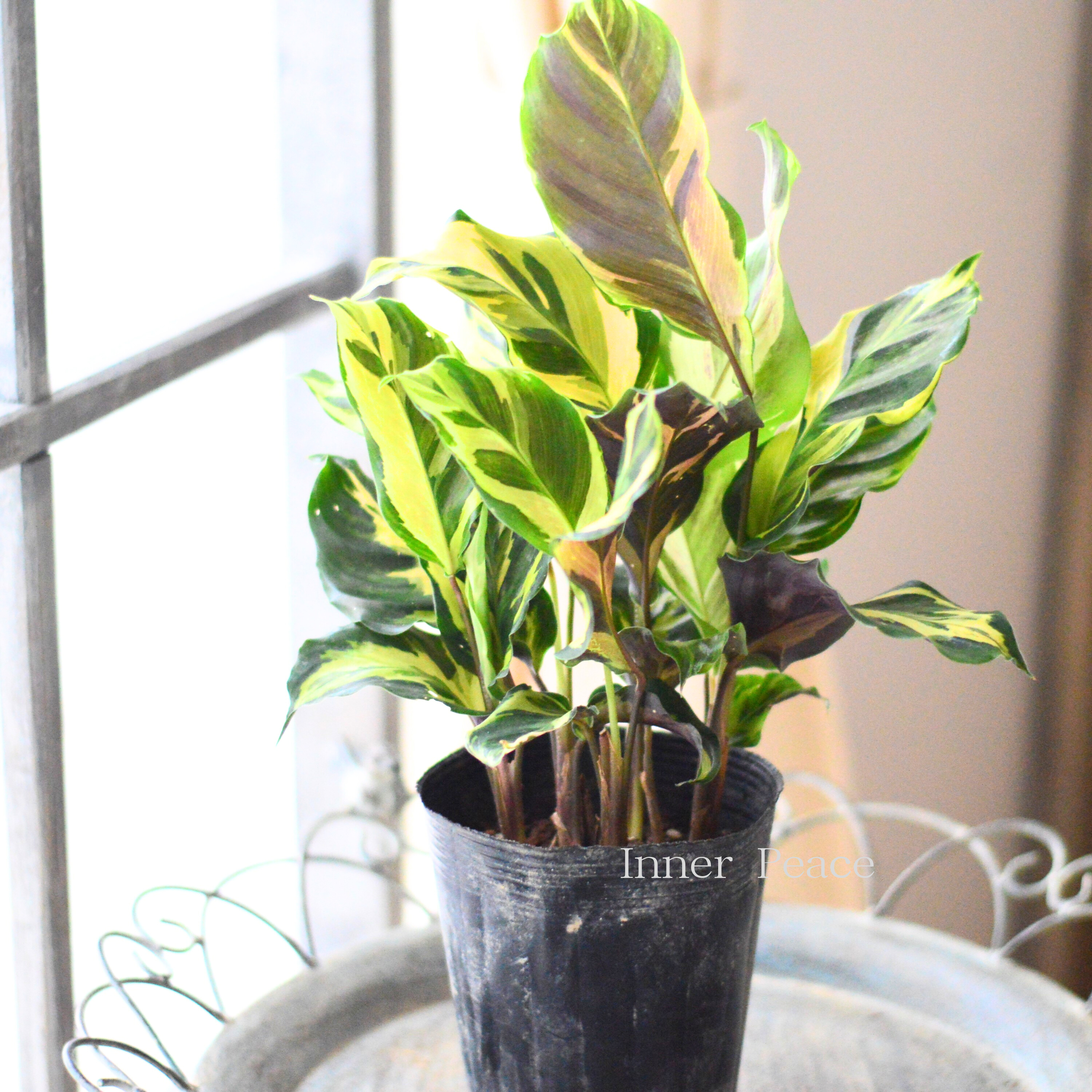 【観葉植物】　カラテア　『エンペラー』　　3.5寸ロングPOT