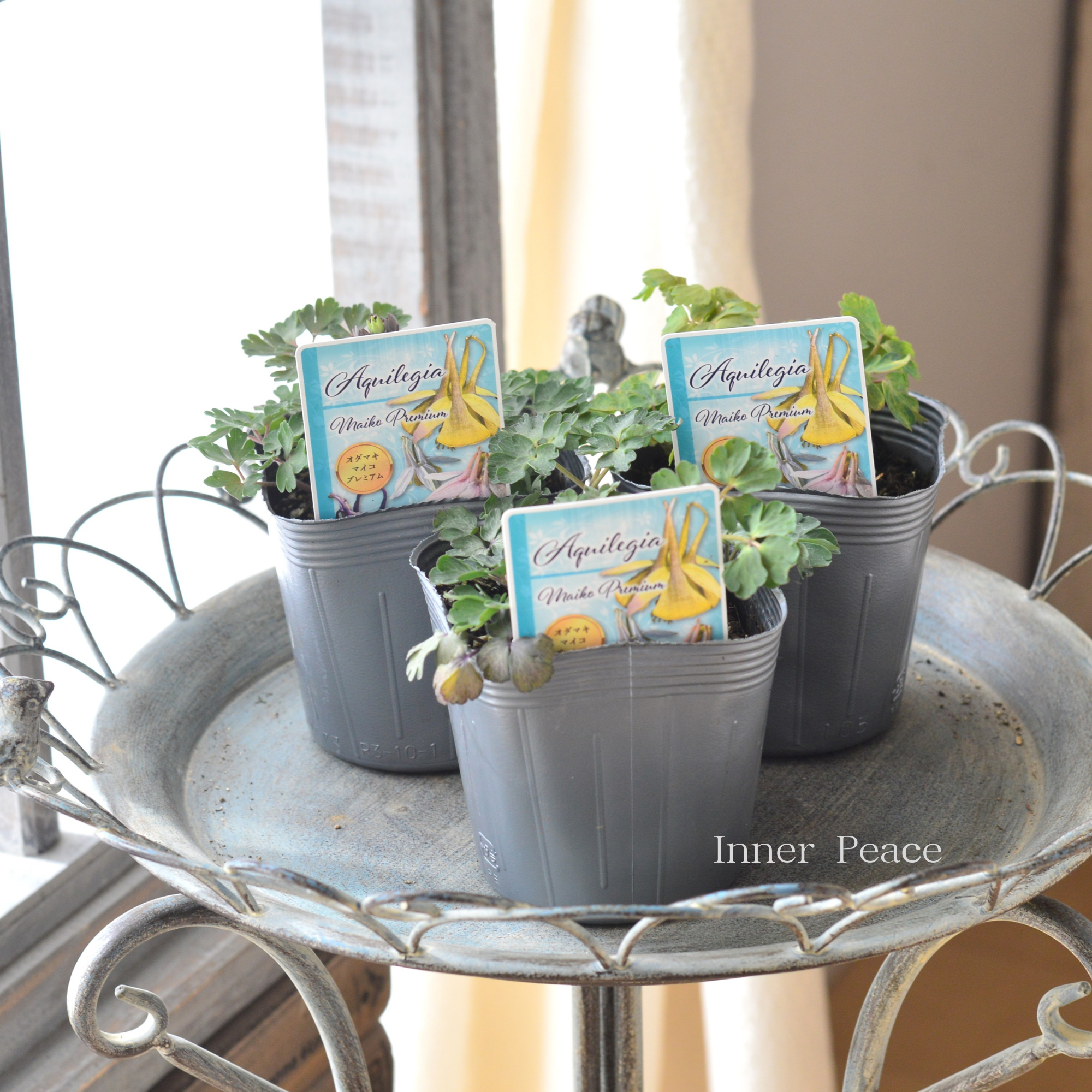 【見元園芸さん】 オダマキ 『マイコプレミアム』　　3.5寸POT