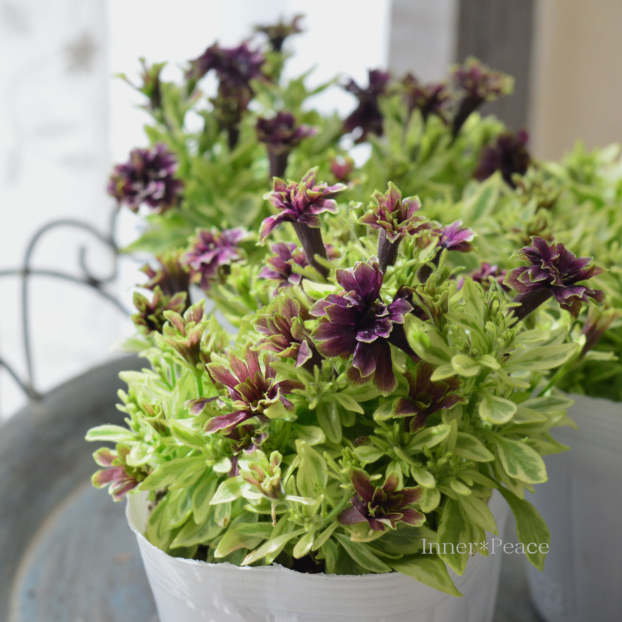 【ガルテン湘南さん】 ペチュニア 『湘南リプル・プルンニャ斑入り』　3.5寸POT