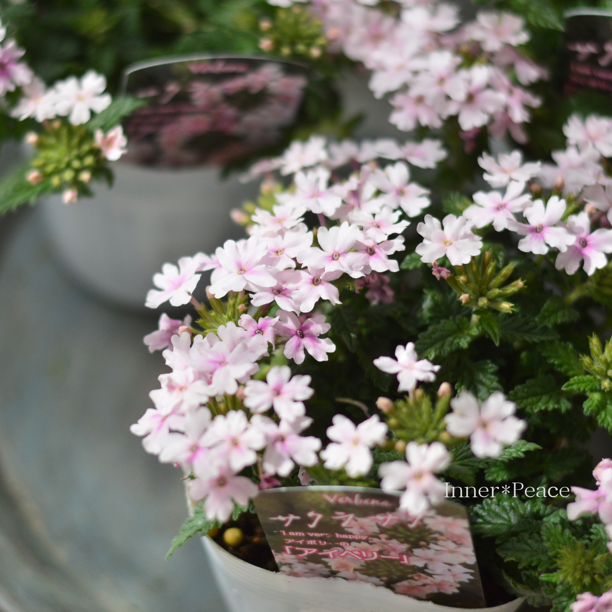 【宿根】 バーベナ 『アイベリー（サクラサク）』　　3.5寸POT