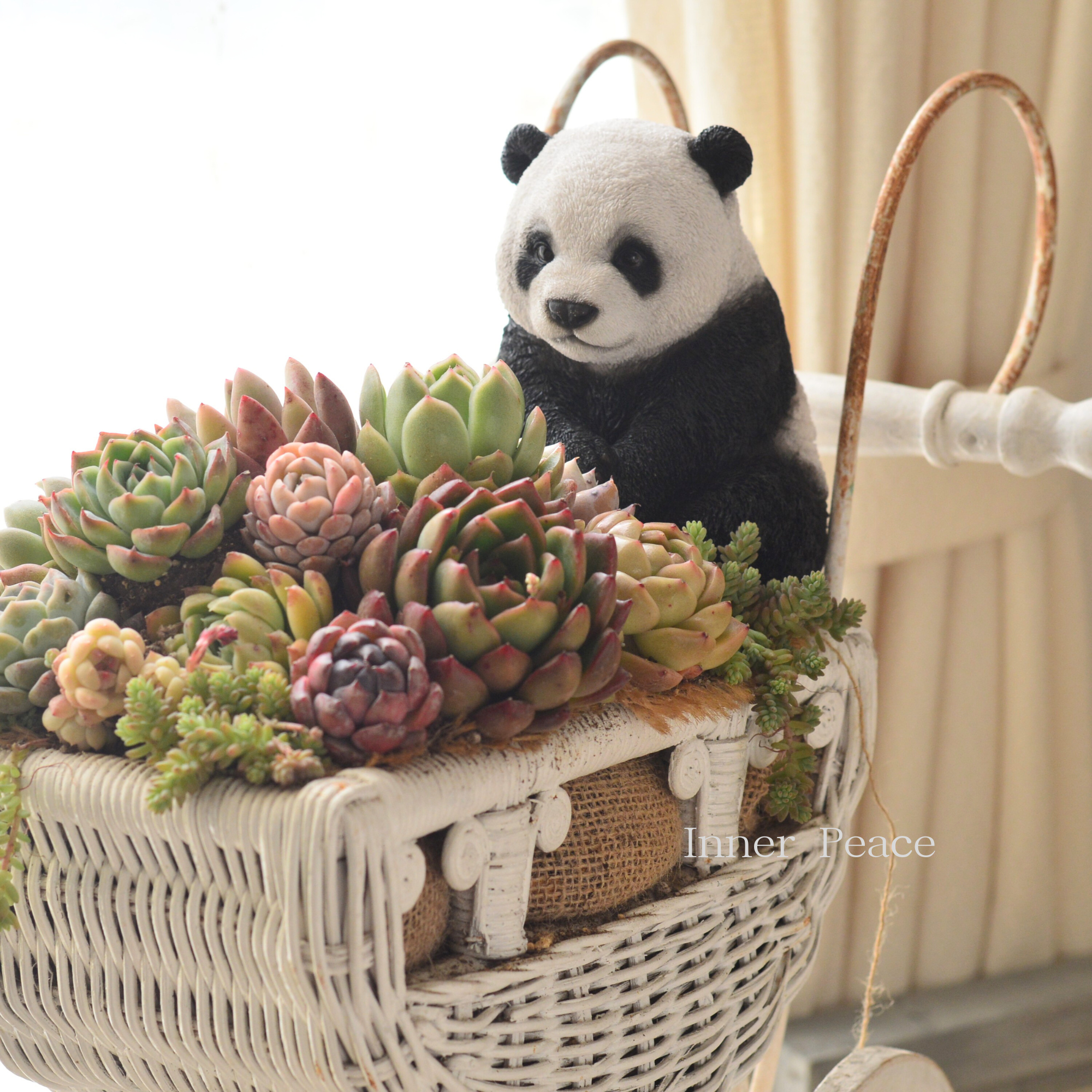 多肉植物の寄せ植え　（パンダとカート付き）
