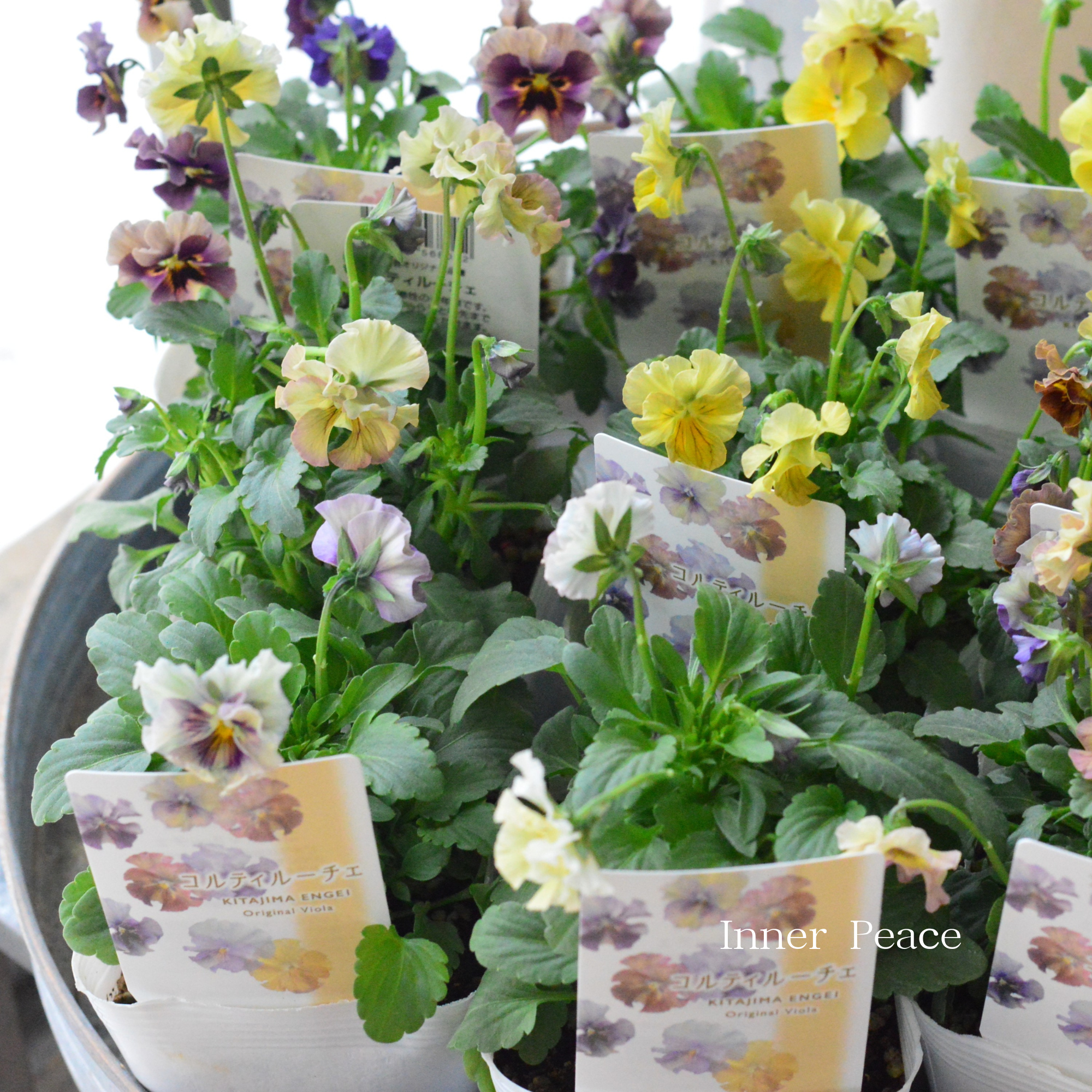 【ステキ】 北島園芸さんのビオラ　『コルティルーチェ』　3.5寸POT