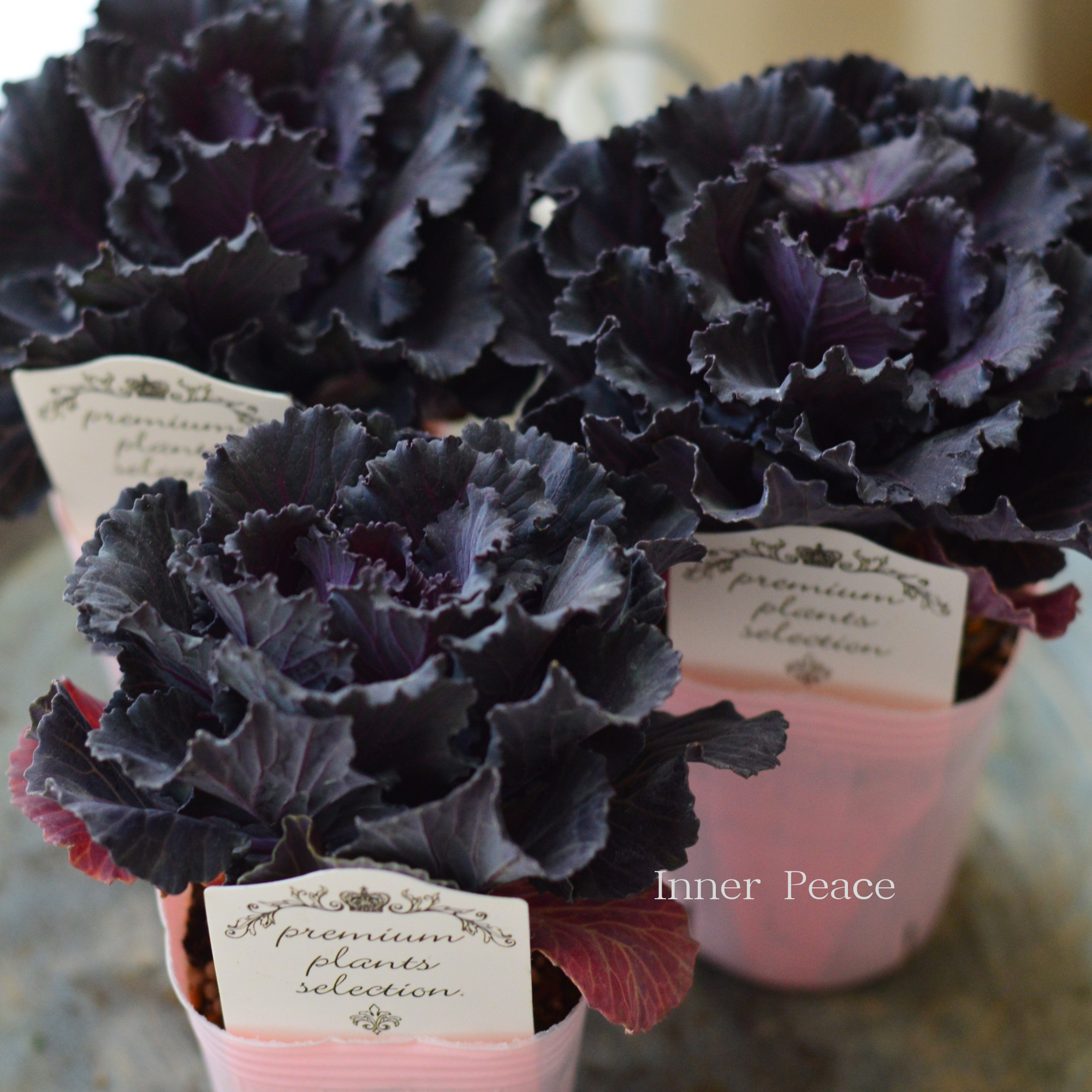 【シック】 葉牡丹　『ブラックジュエル』  2.5寸ロングPOT