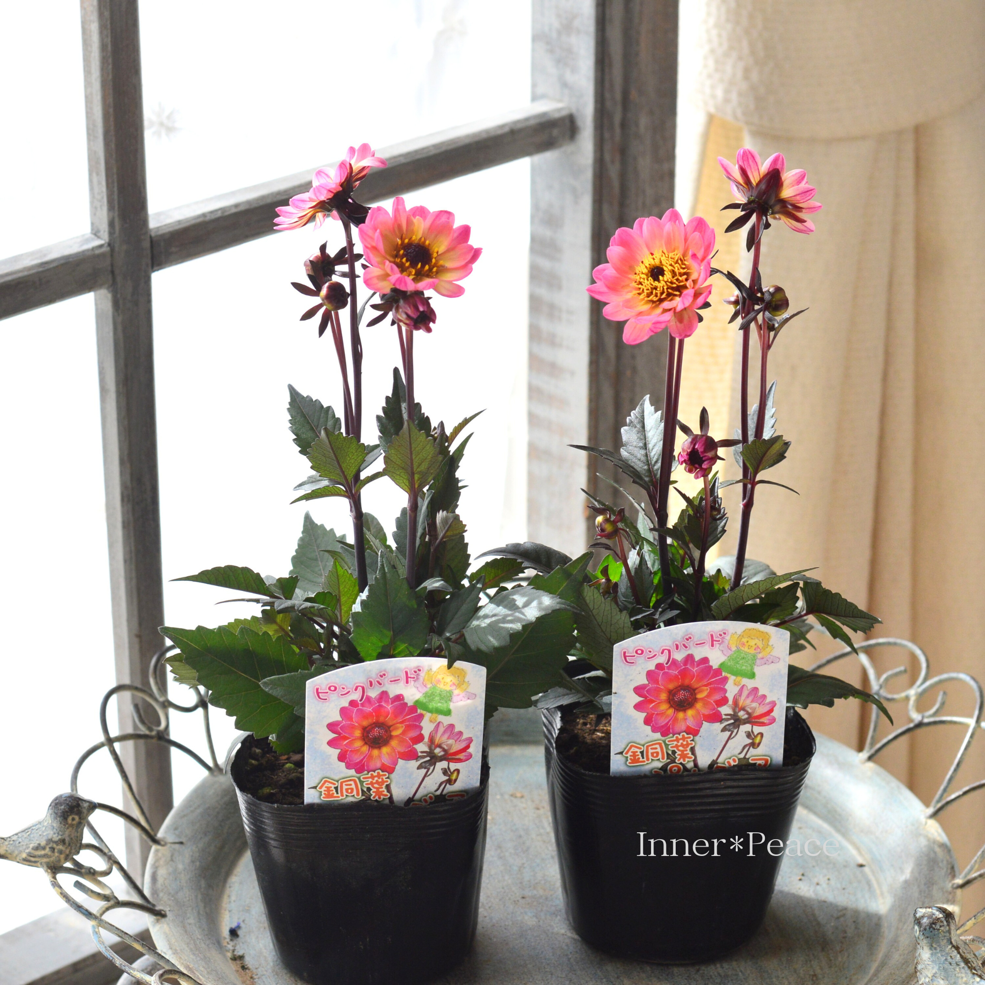 【宿根】 銅葉 ぷちダリア　 『ピンクバード』　　3.5寸POT