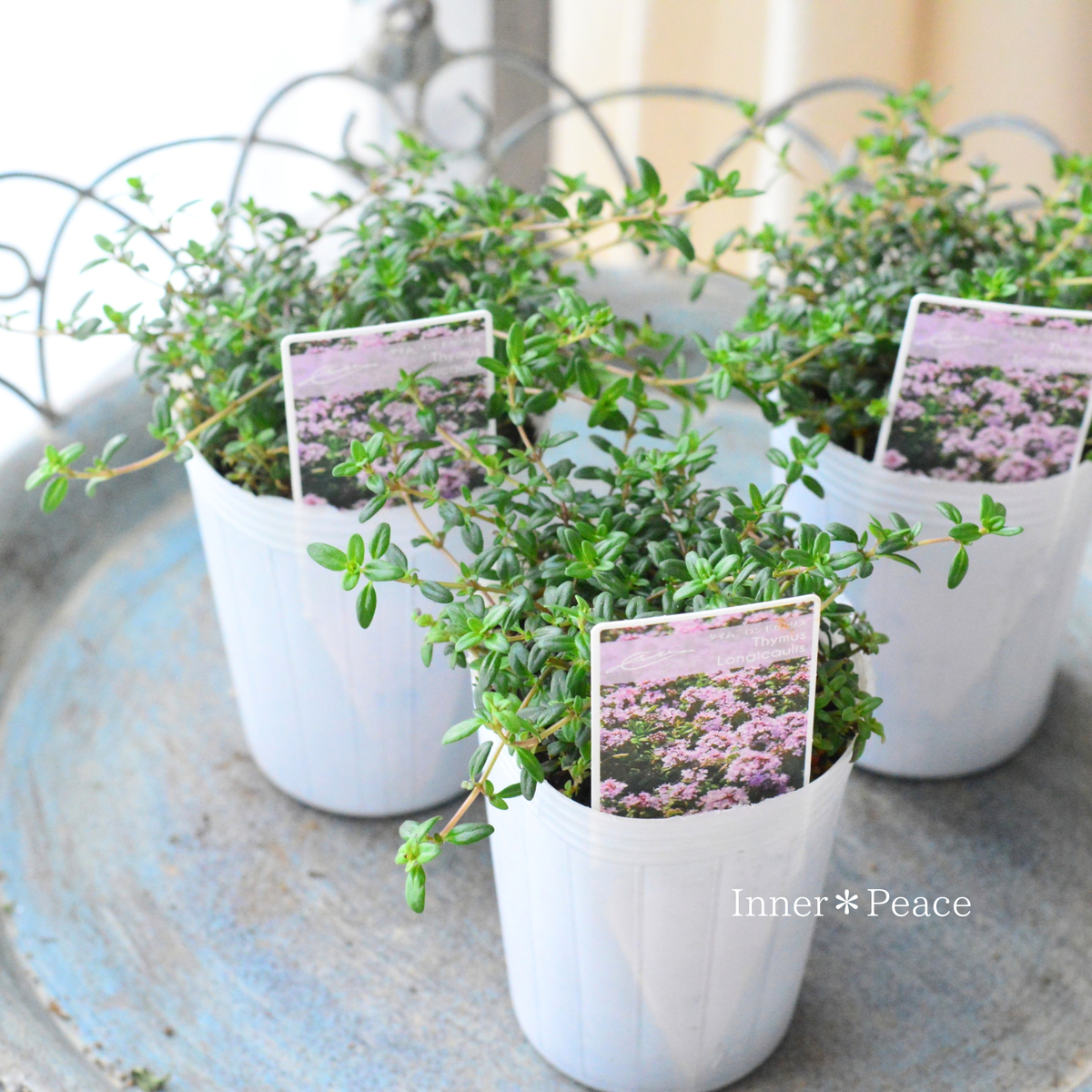 【寄せ植えに】 タイム　『ロンギカリウス』　   2.5寸ロングPOT