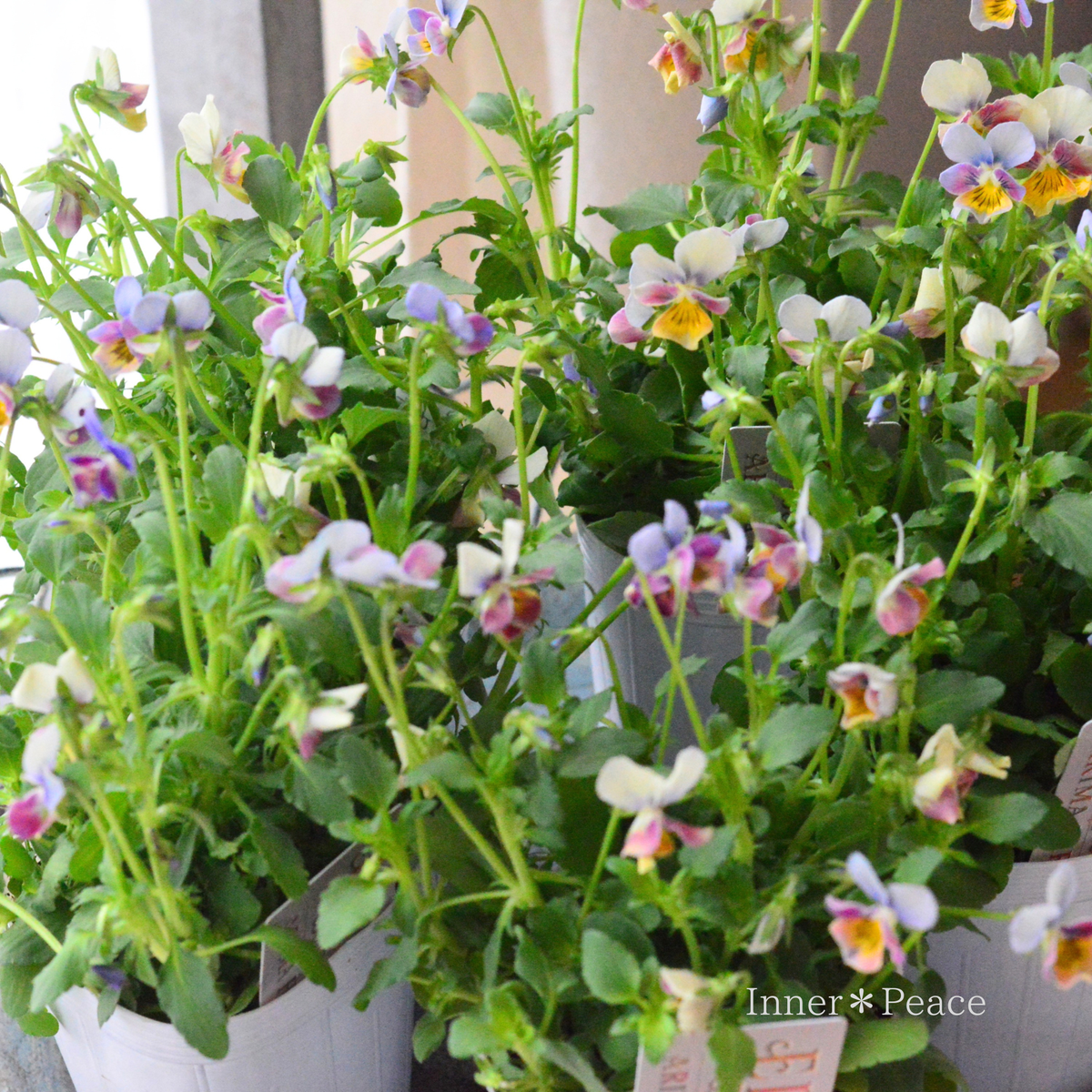 【ありまひろこさん育種】  ビオラ　『ELVIA Bouquet　～エルヴィア ブーケ～』　  3寸ロングPOT