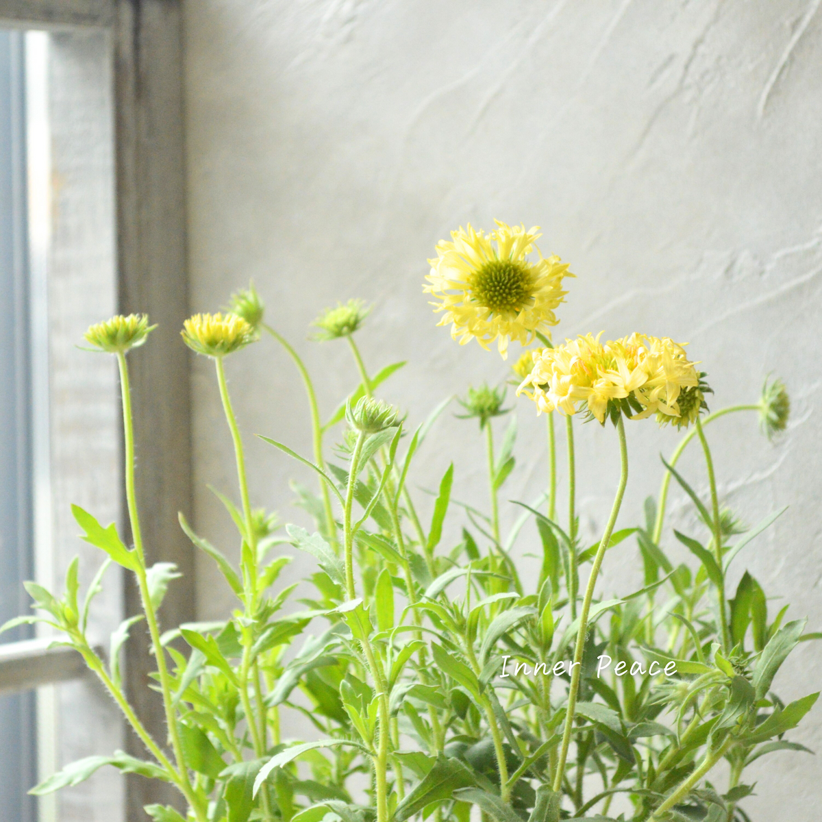 25.【現品 根付き】雷童錦　7.5㌢鉢 斑入り　黄色花 楽天市場】斑入り沈丁花(フイリジンチョウゲ) 信濃錦 シナノニシキ 5号