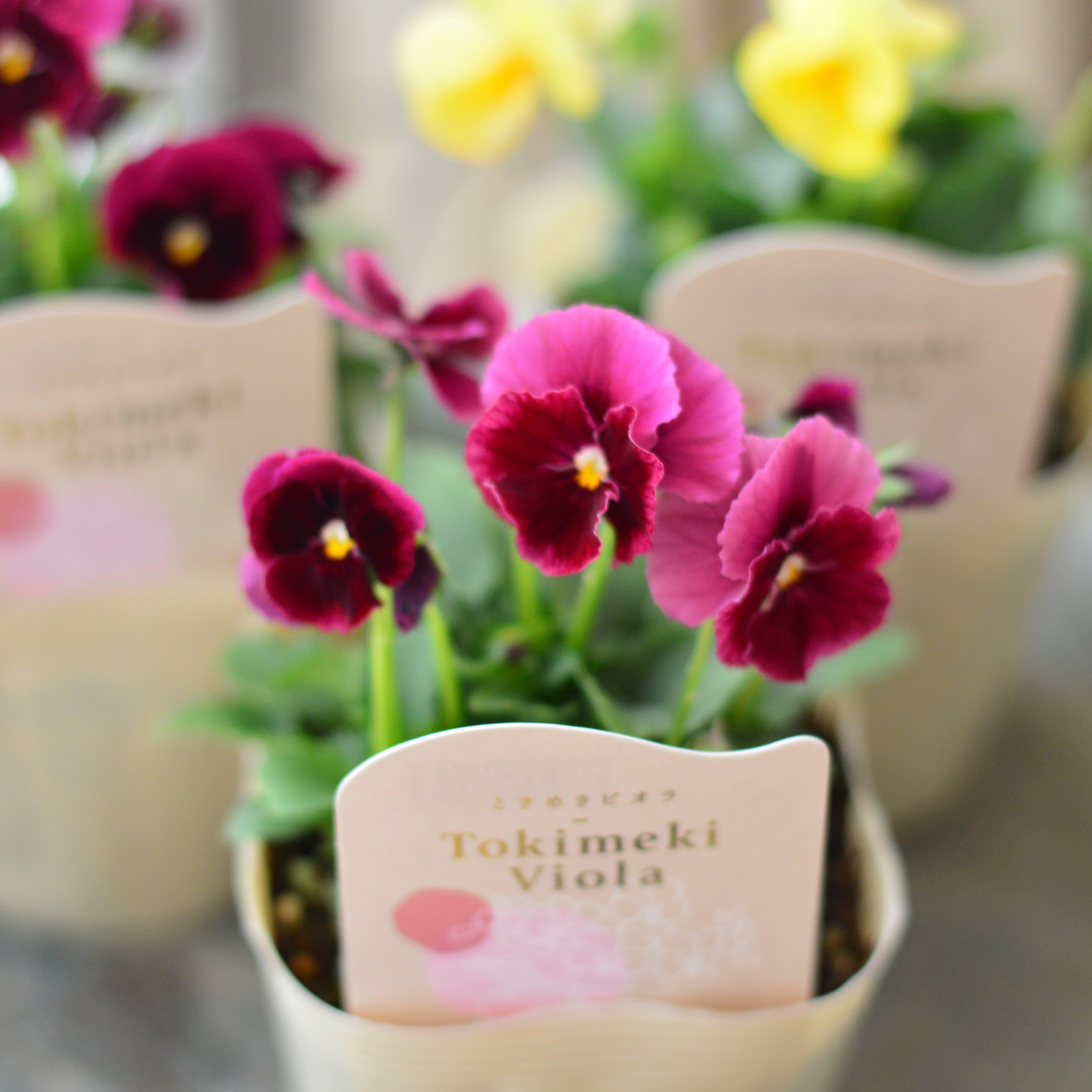 【希少】 ときめきビオラ　『お名前なし』　3.5寸POT