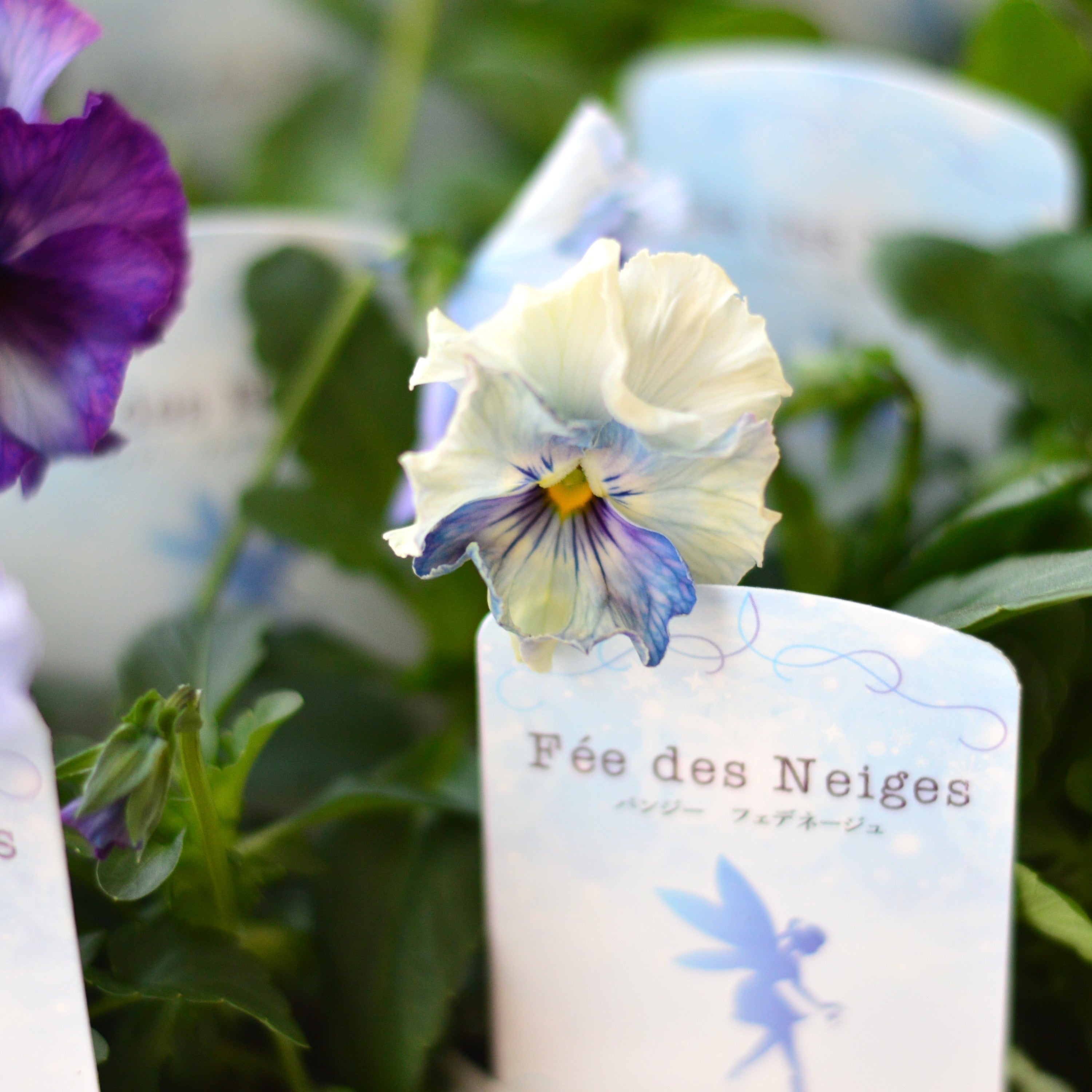 【美しい】 パンジー 『フェデネージュ・ブルー』　3.5寸POT