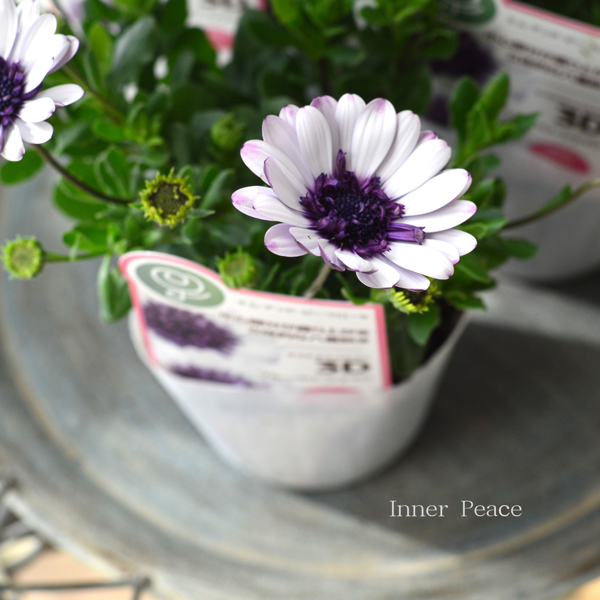 八重咲き】 オステオスペルマム 『3D・ブルーベリーシェイク』 3.5寸POT