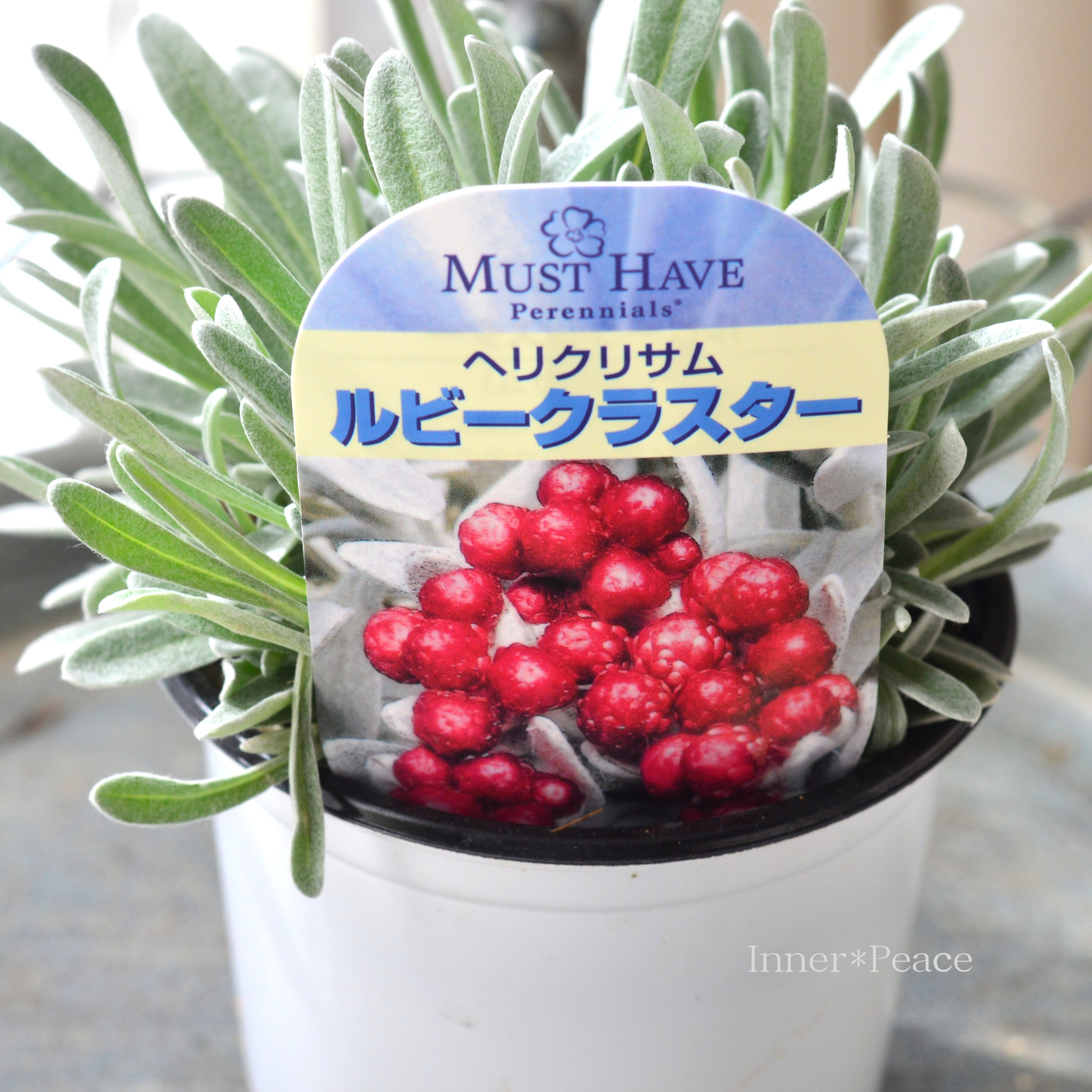 【ユニーク】 ヘリクリサム　『ルビークラスター』　　3.5寸POT