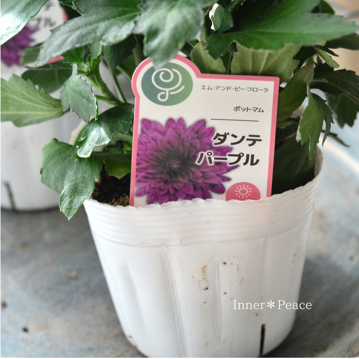 【秋の花】 ポットマム 『ダンテ・パープル』　　3.5寸POT