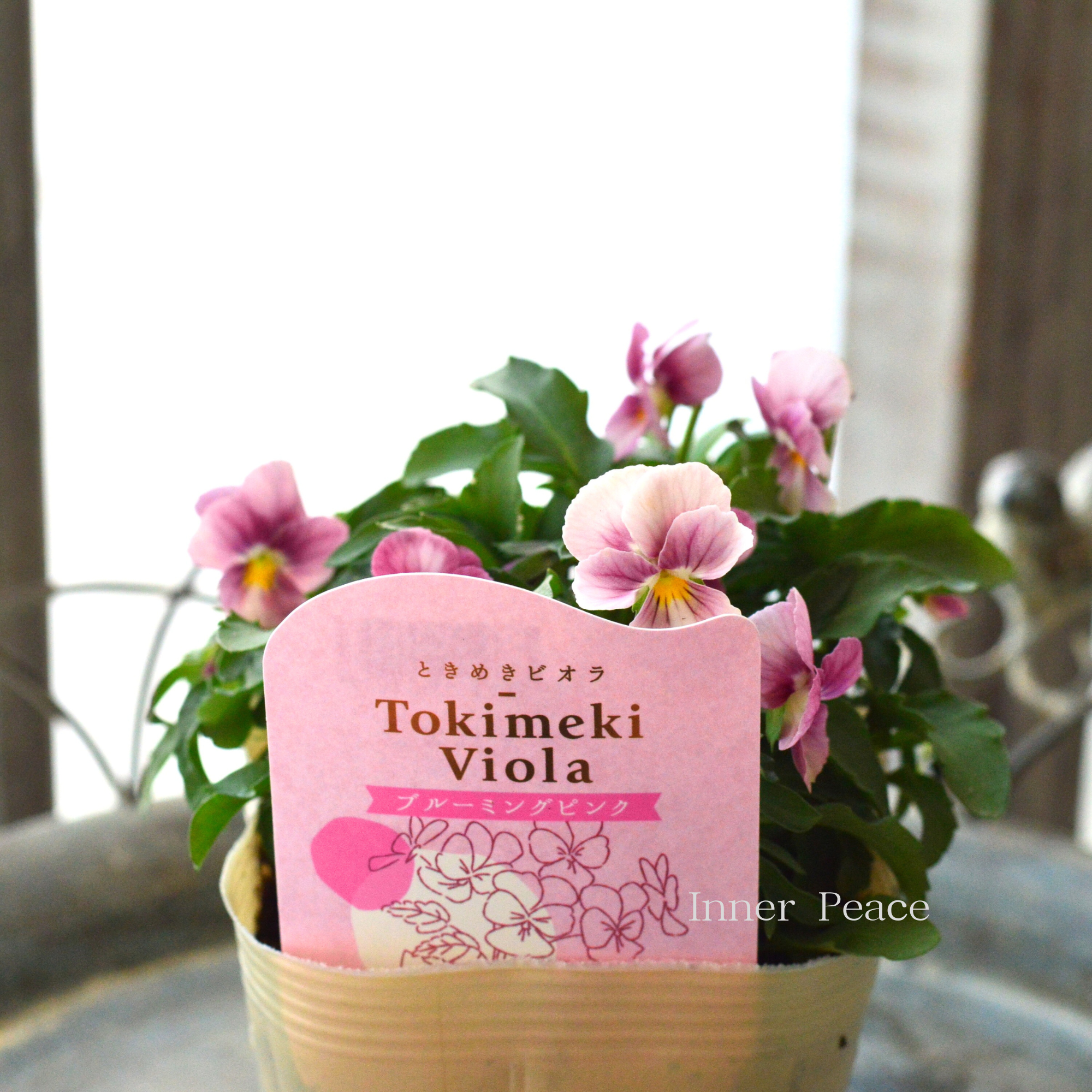 【奥田園芸さん】 ときめきビオラ　『ブルーミングピンク』　3.5寸POT